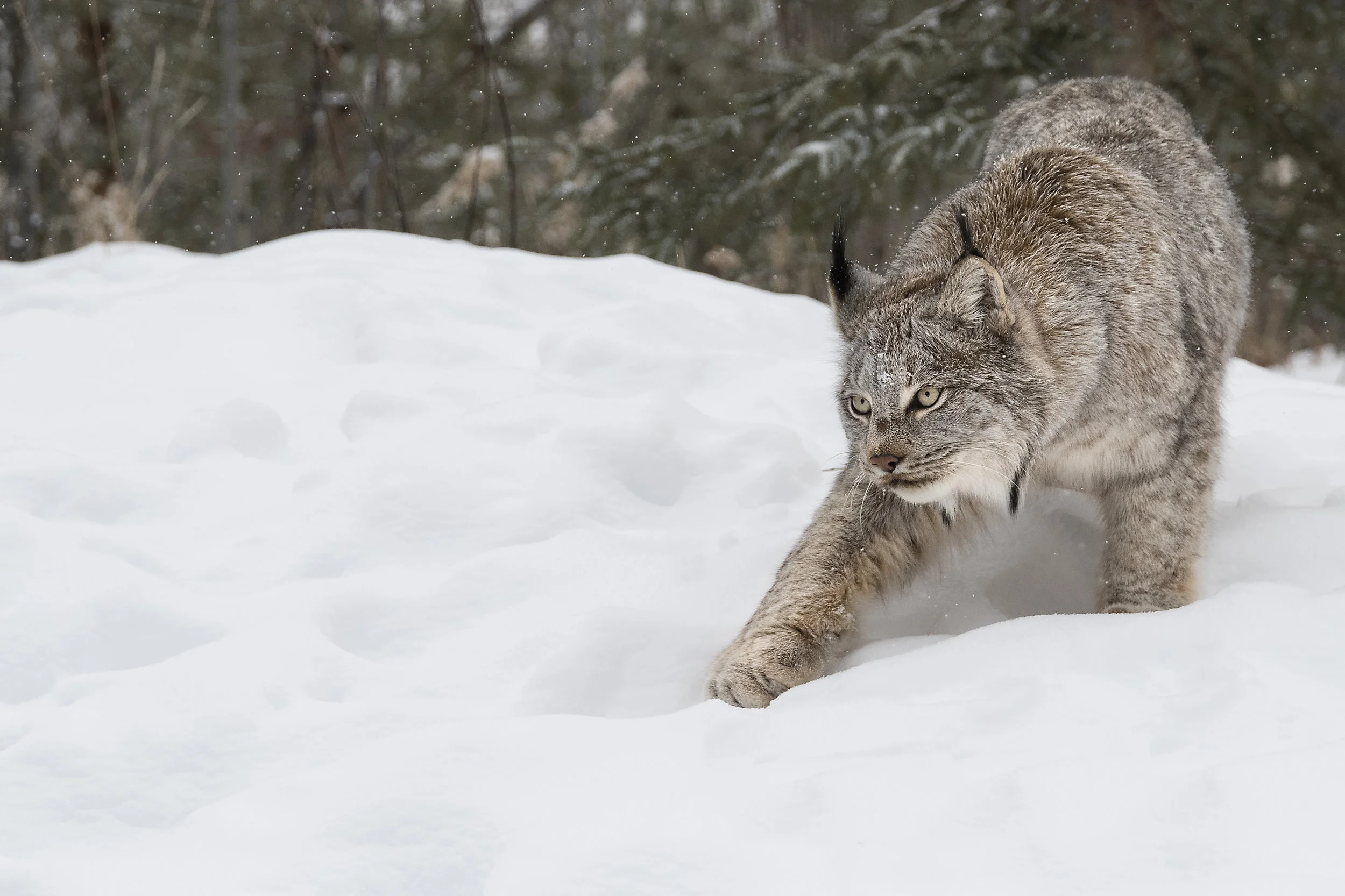 canada+lynx+YWP.jpg