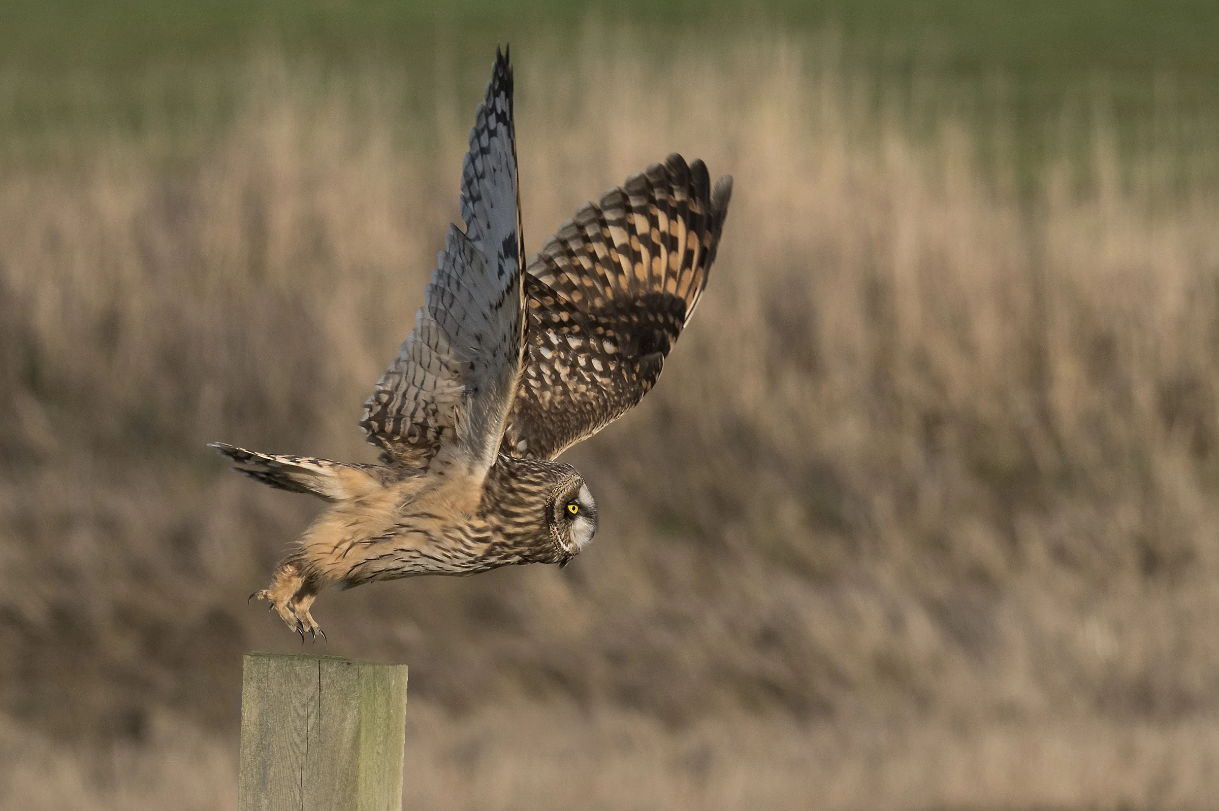 Canadian Species Spotlight - Short Eared Owl