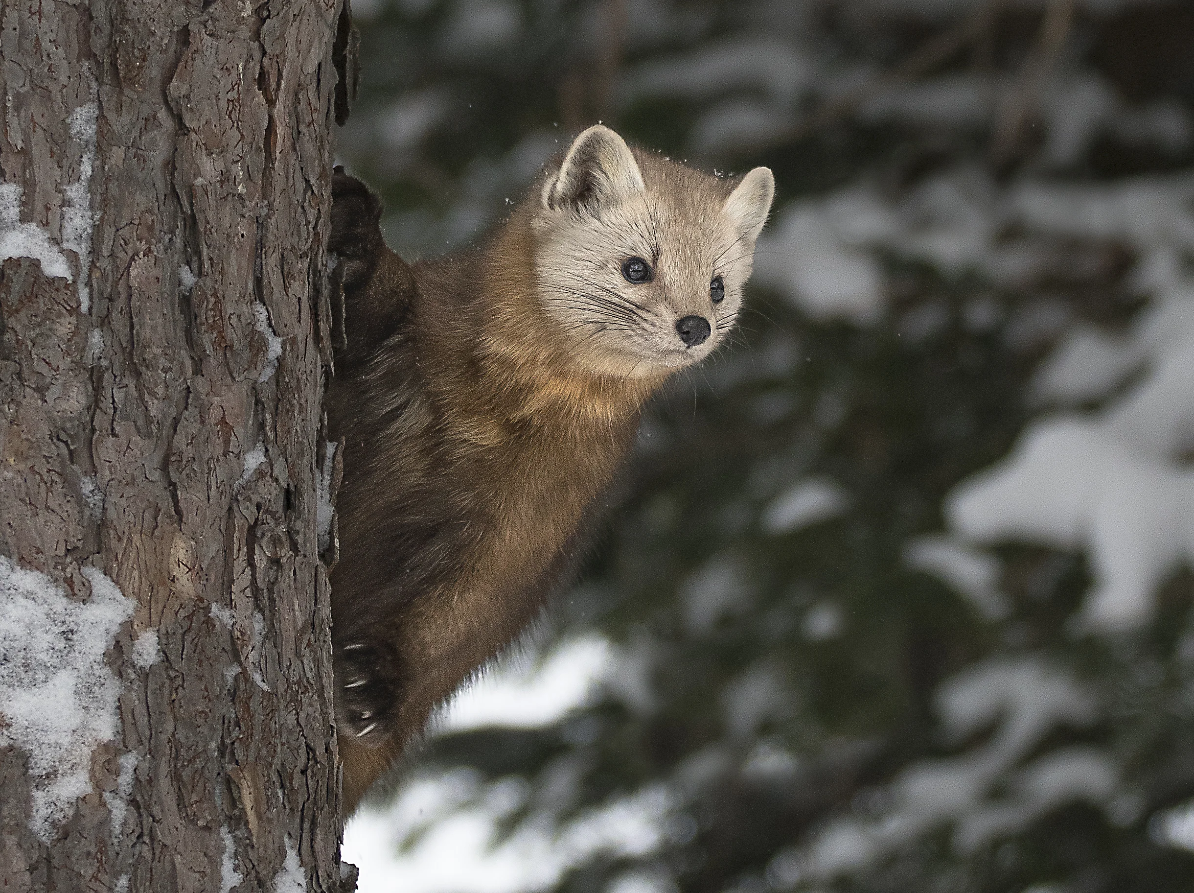 Winter Photography Tips from the Yukon