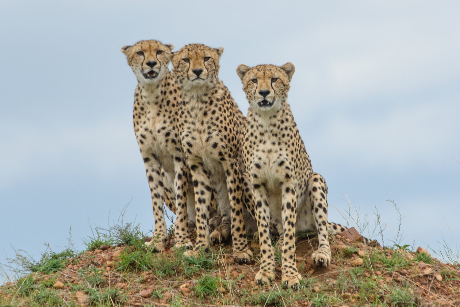 Africa-2663.jpg