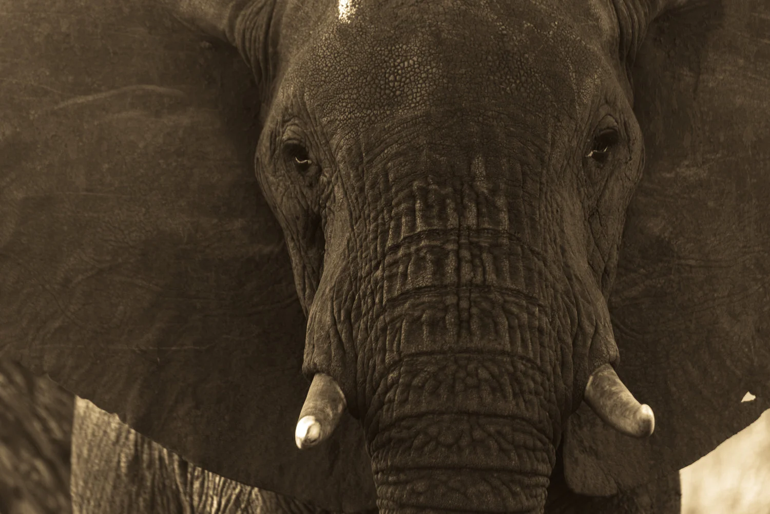 A Safari Should Not Feel Like Rush Hour