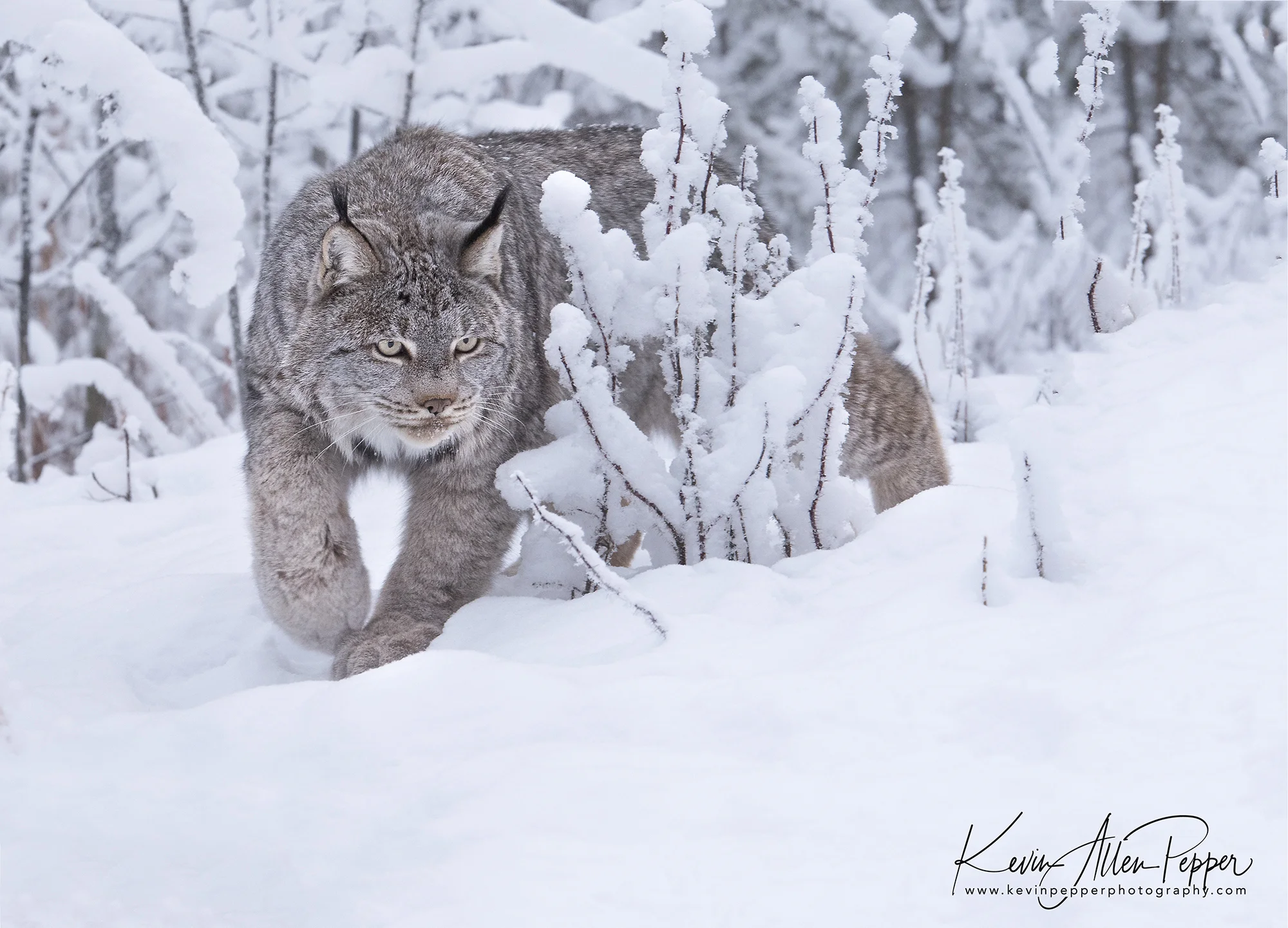 canada lynx in the bushes_g9.jpg