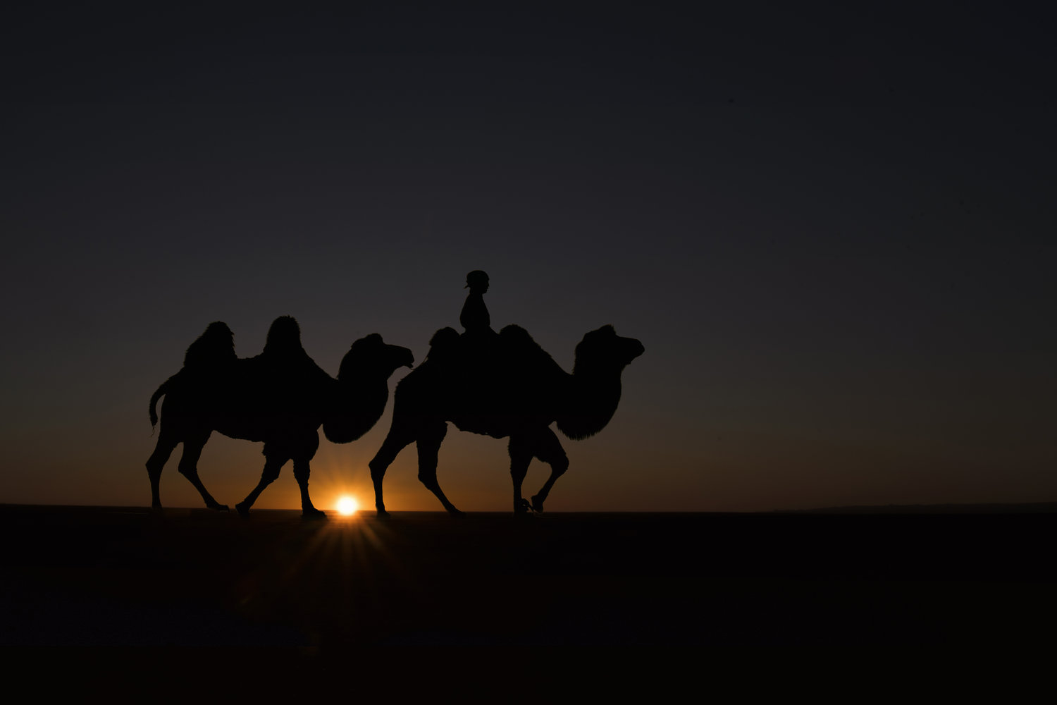 starburst+camel+in+gobi.jpg