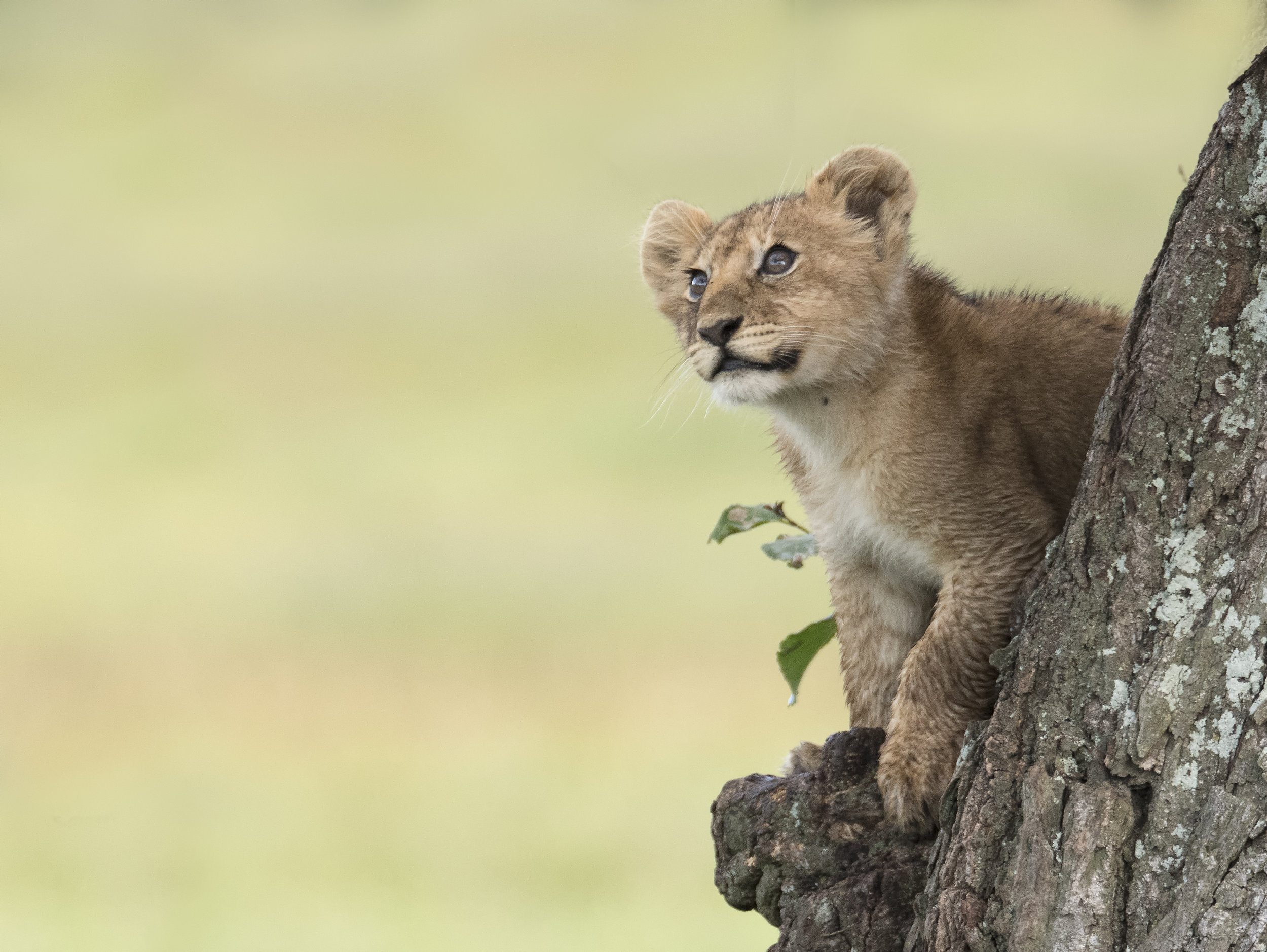 The sobering reality of a lion cubs life. 