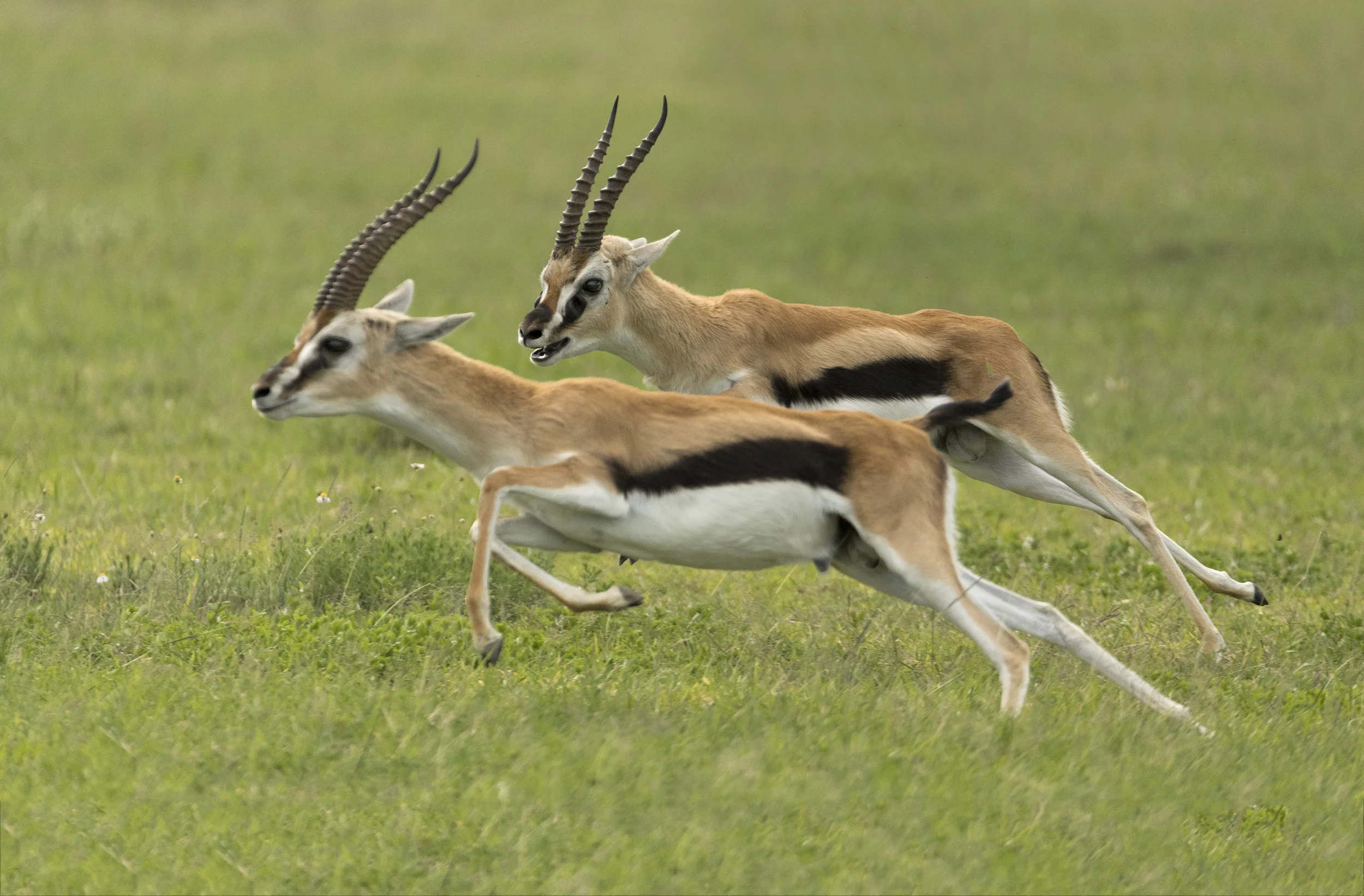 The Thomson's Gazelle