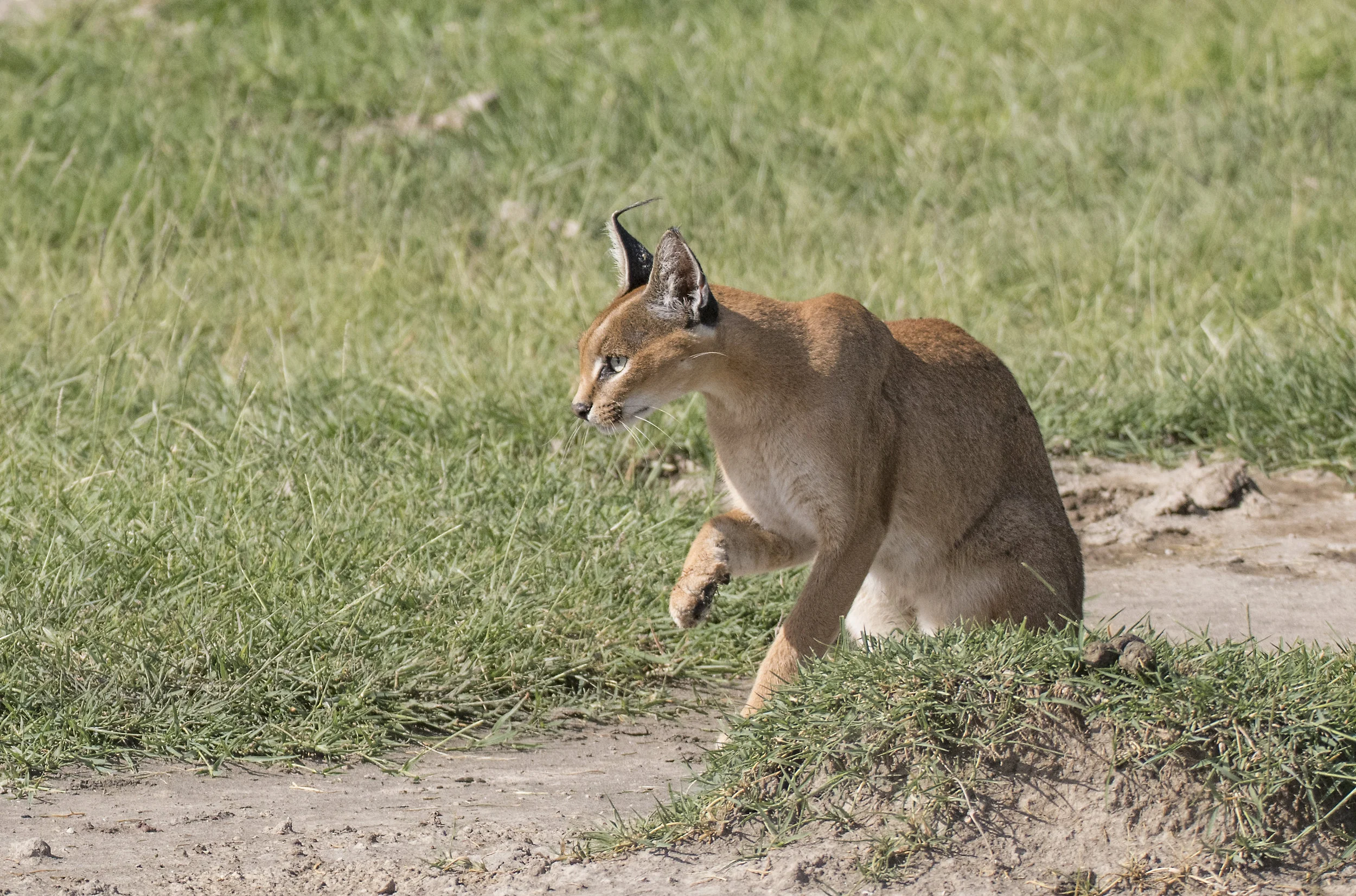 The Caracal – a lesser known Cat species in Africa