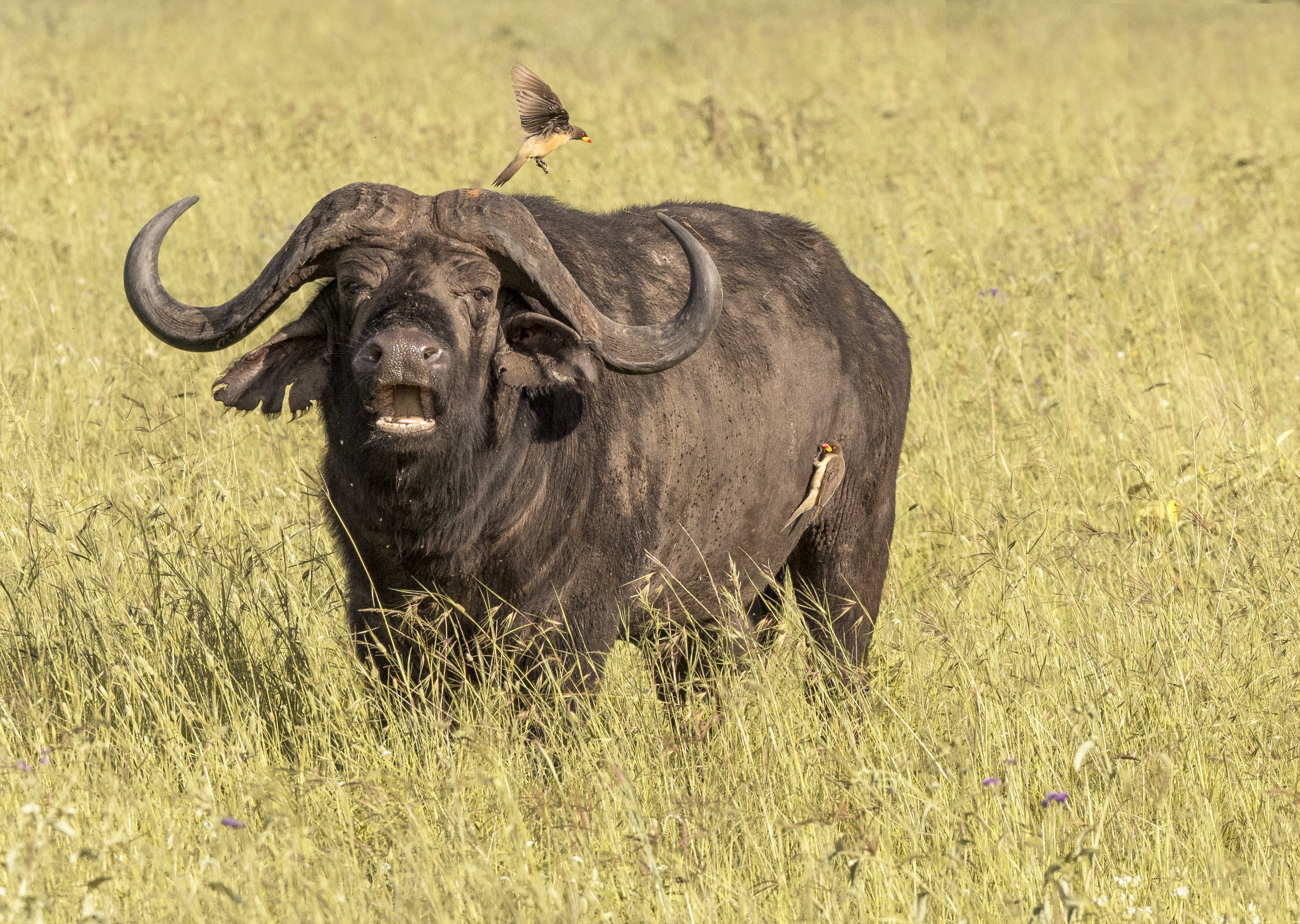 The Cape Buffalo and Oxpecker — Kevin Photography