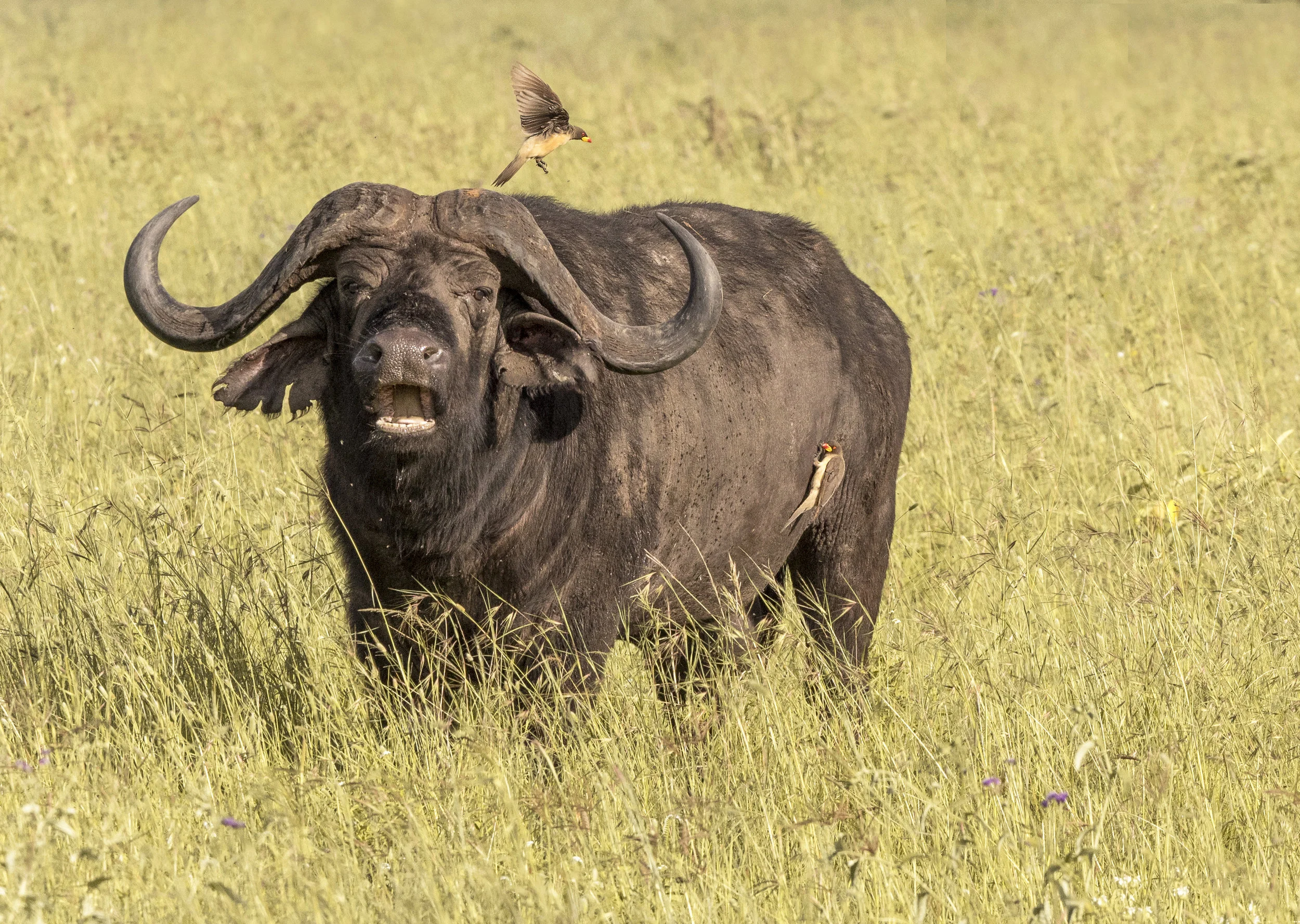 The Cape Buffalo and the Oxpecker