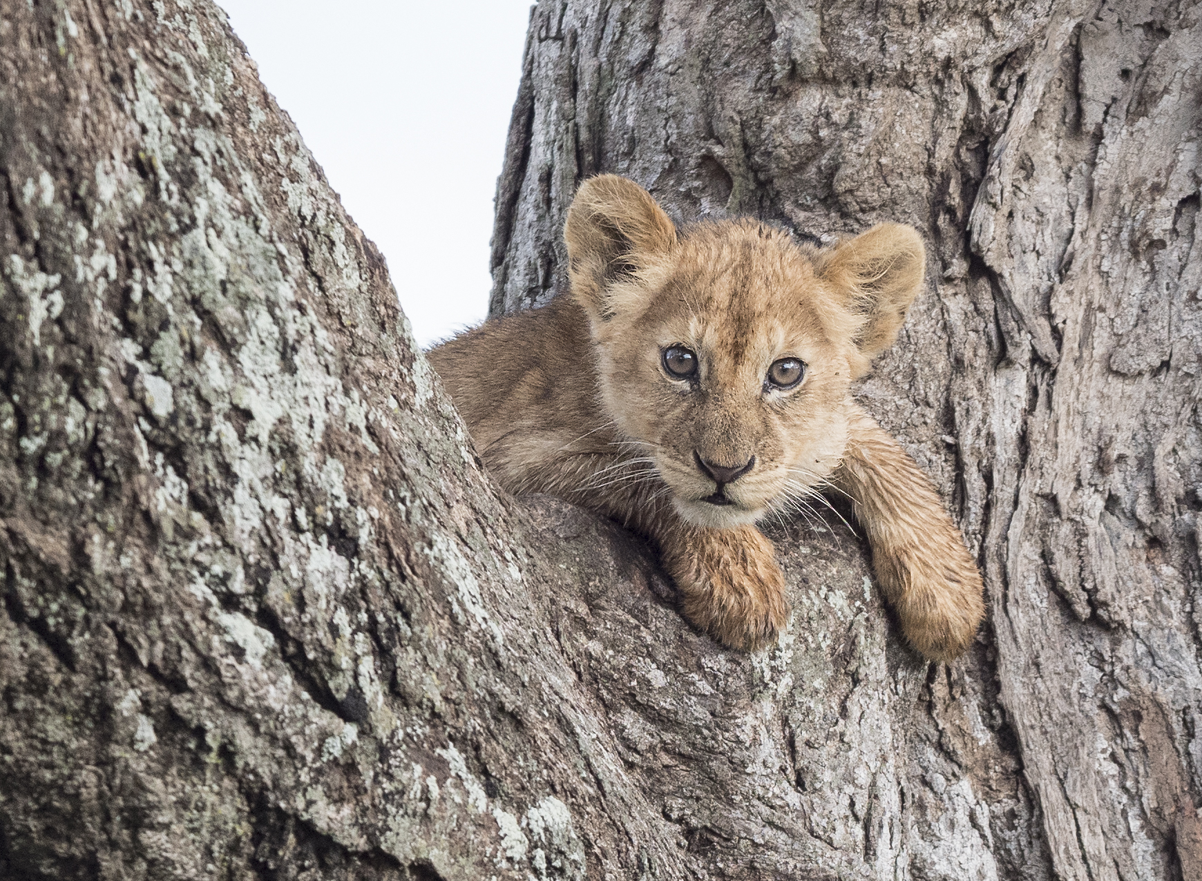 lion cub_LUMIX.jpg