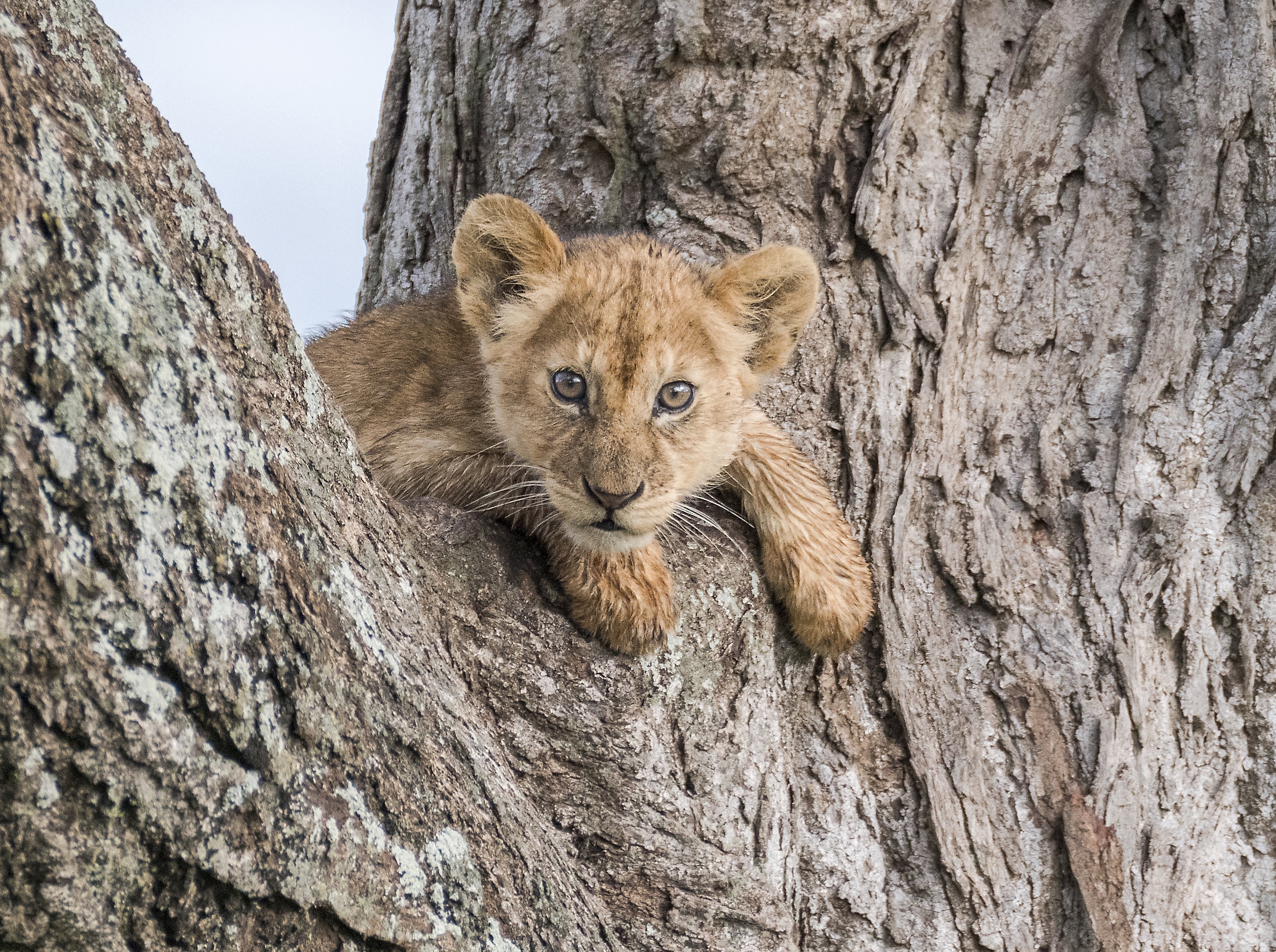 lion cub_Nikon.jpg