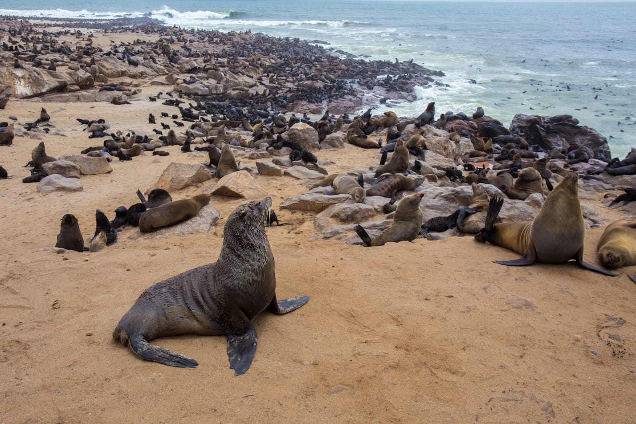 sea-lion-colny-skeleton-coast-namibia.jpg