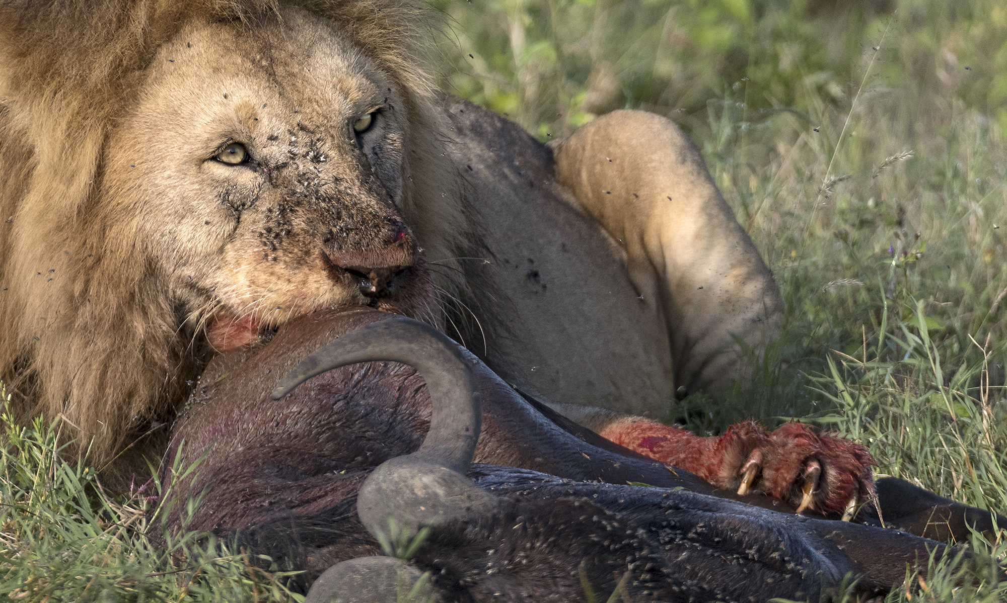 wildebeest fr breakfast.jpg