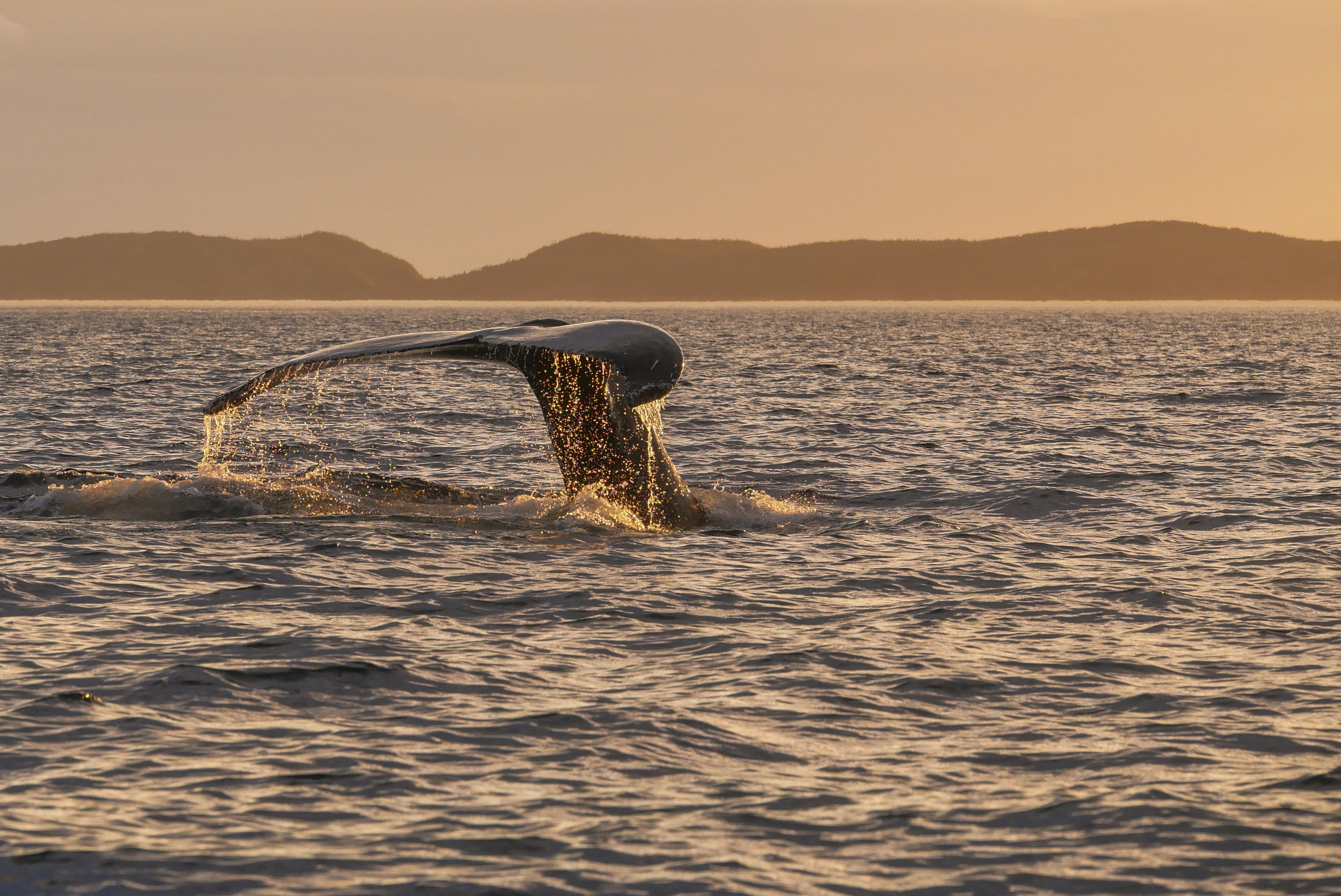 sunset whale tail.jpg