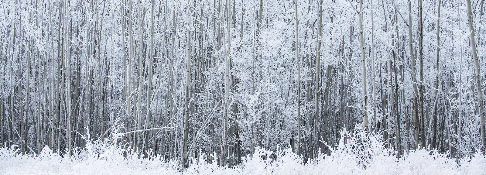 frosted forest.jpg