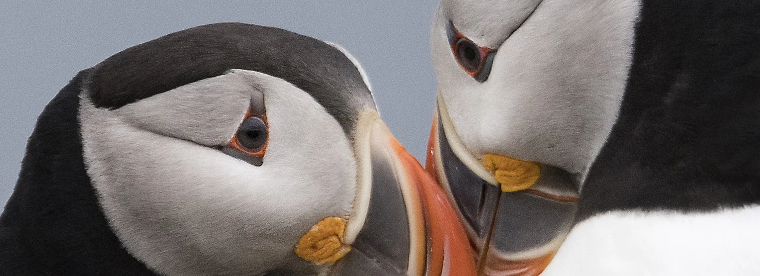 puffin love.jpg