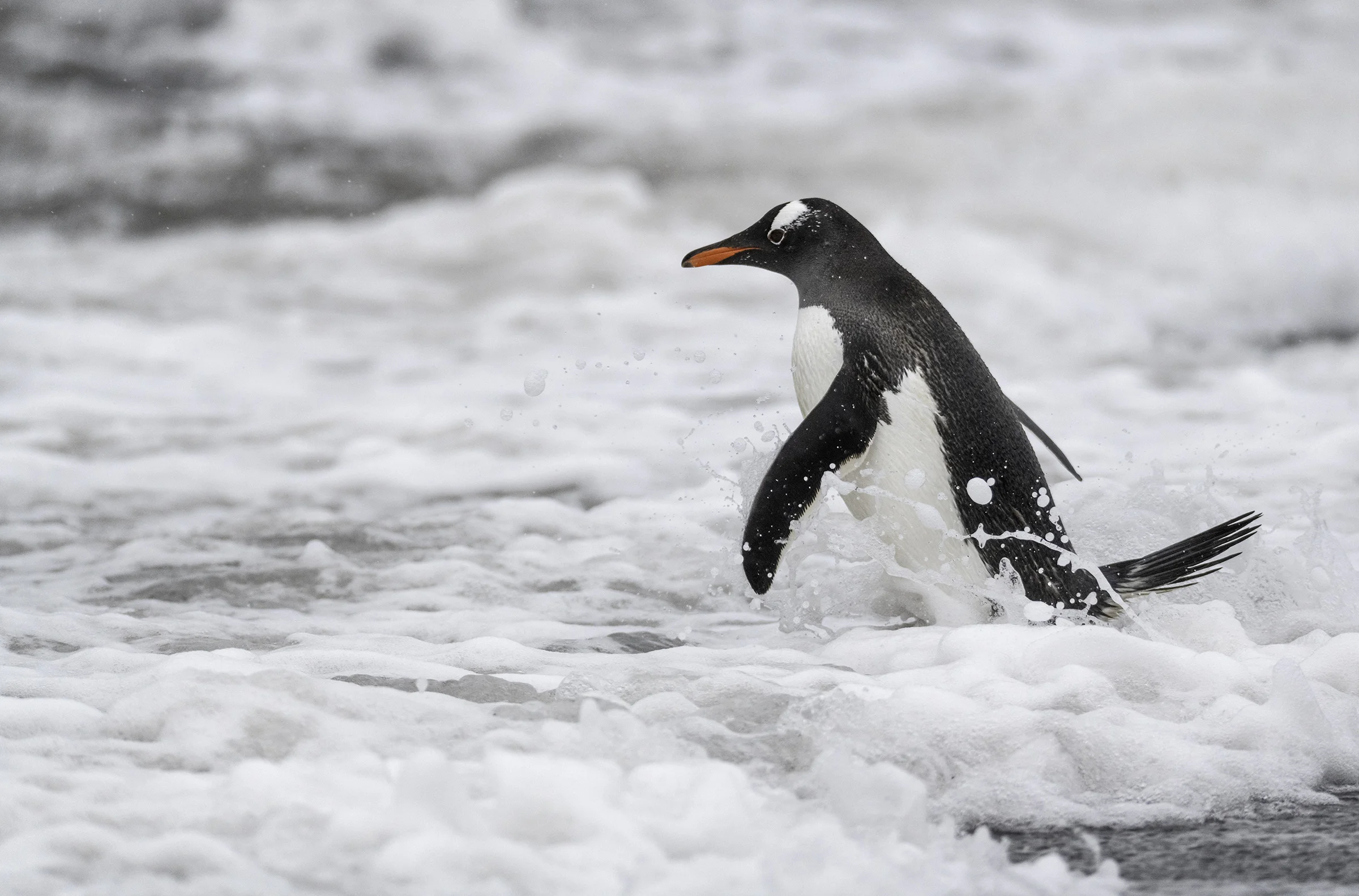penguin in teh surf.jpg