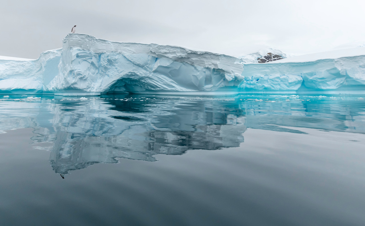 antarctica ice and penguin.jpeg