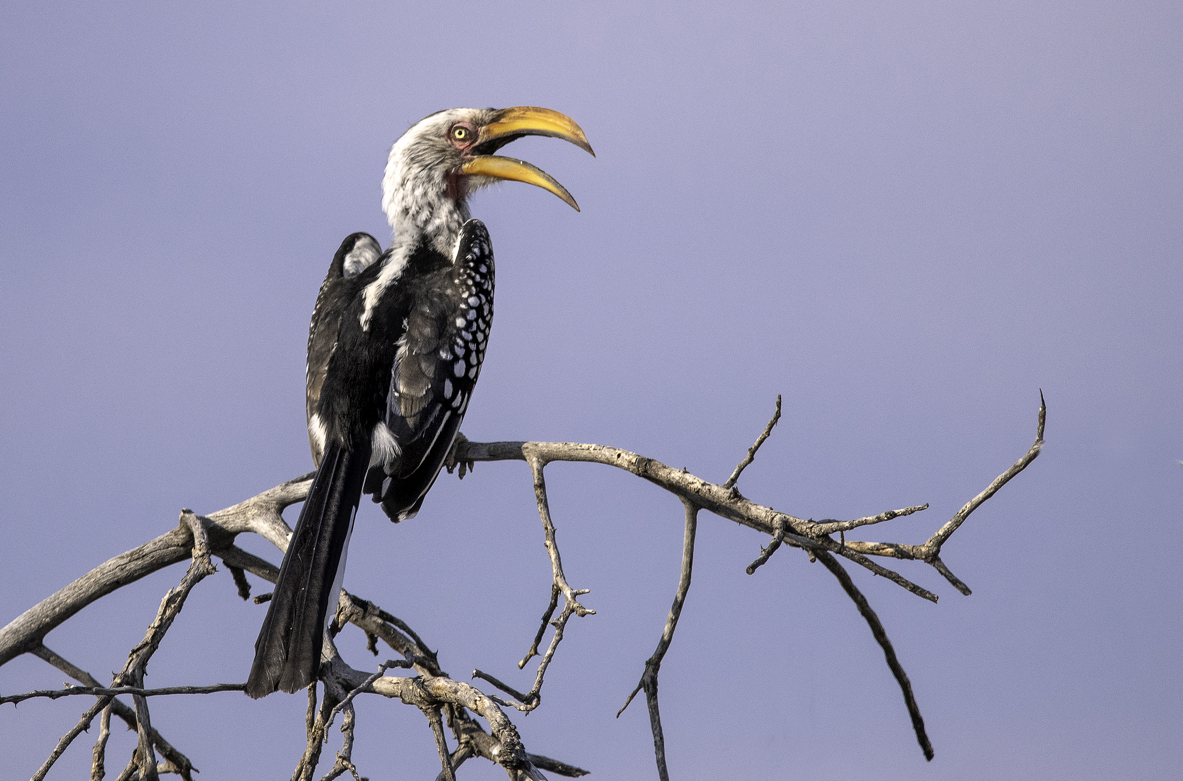 Southern Yellow-billed Hornbill.jpg