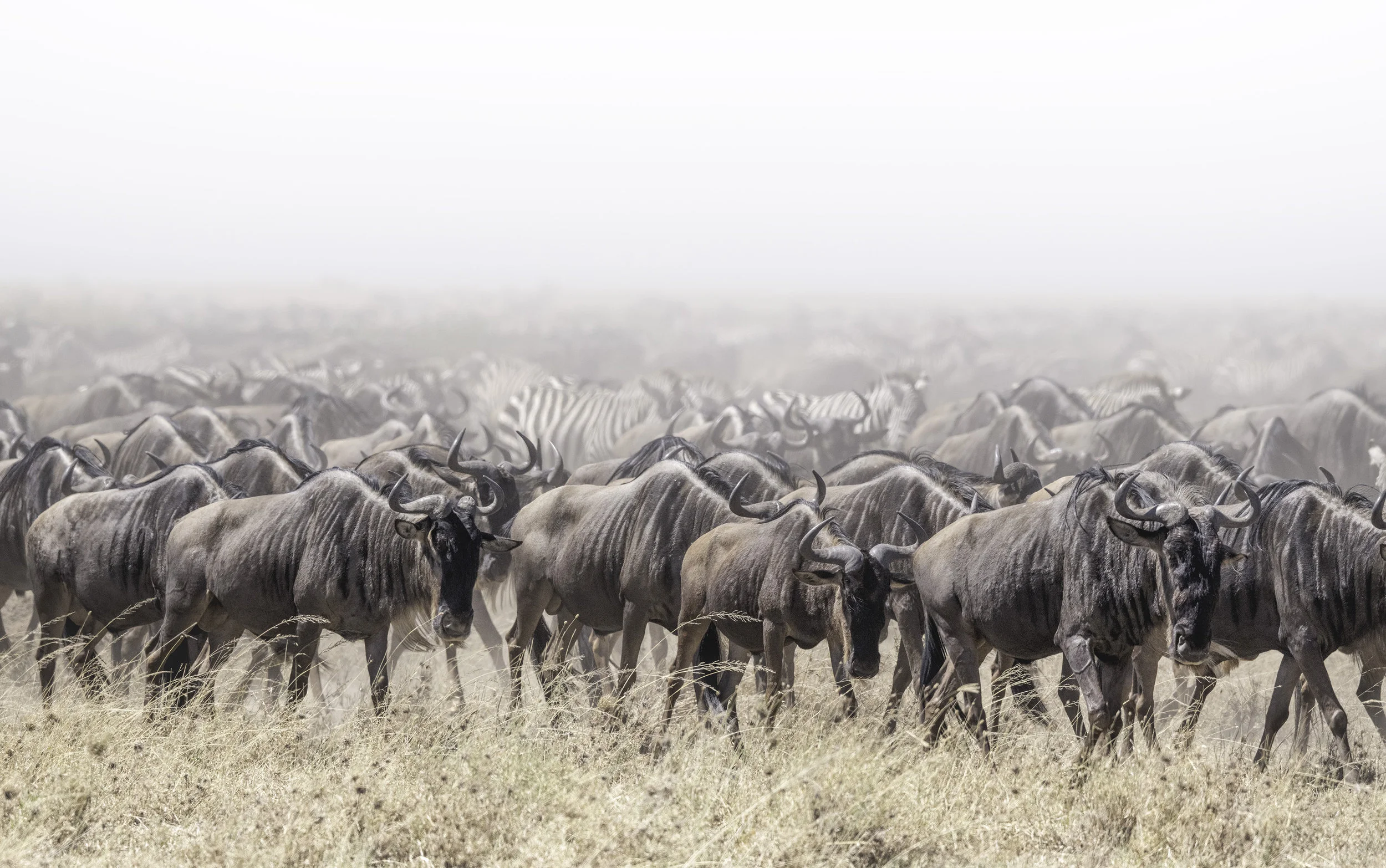 Trip Report: Tanzania Photo Safari, March 2019