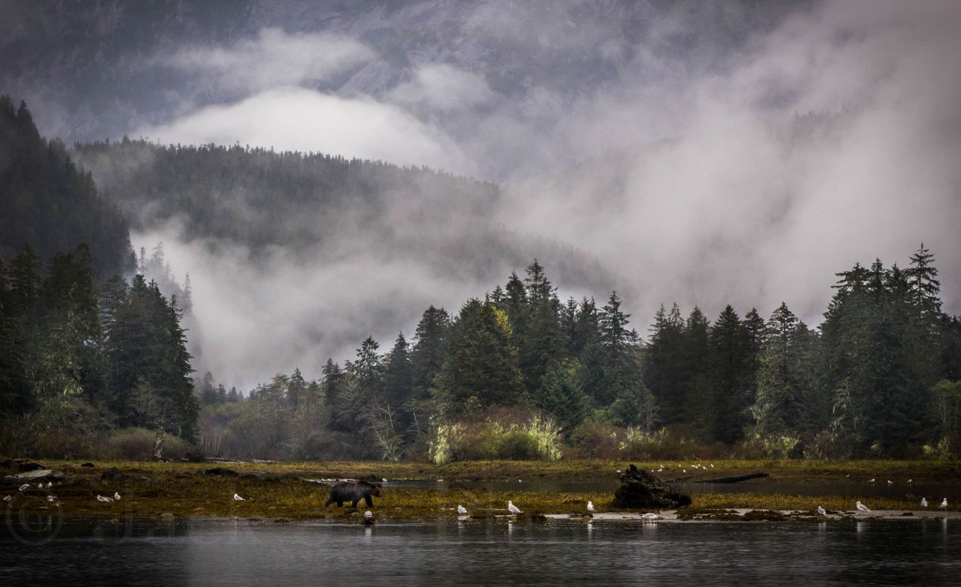 landscape-foggy-mussel-inlet-049.jpg