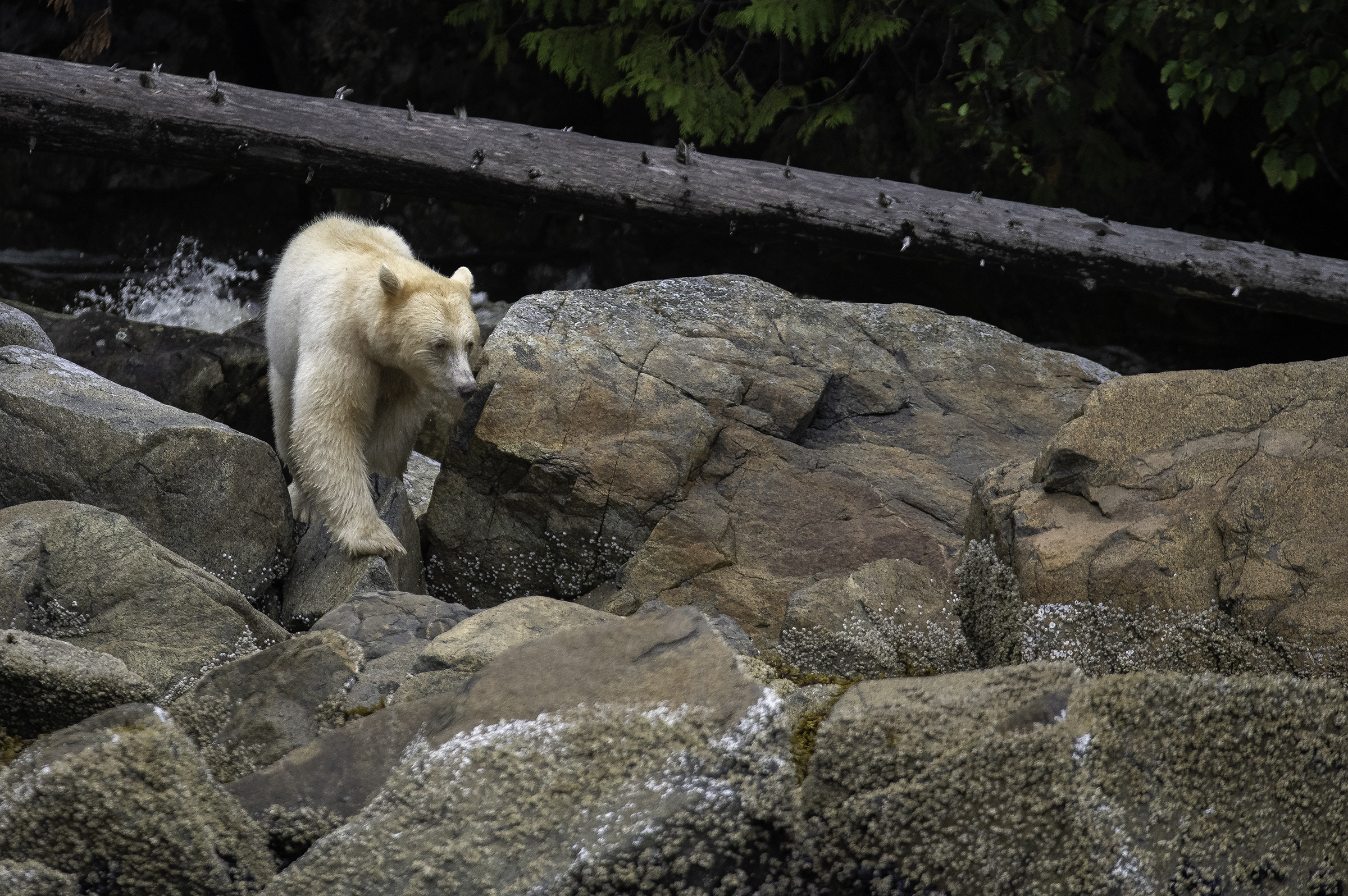 Trip Report: Great Bear Rainforest in British Columbia 