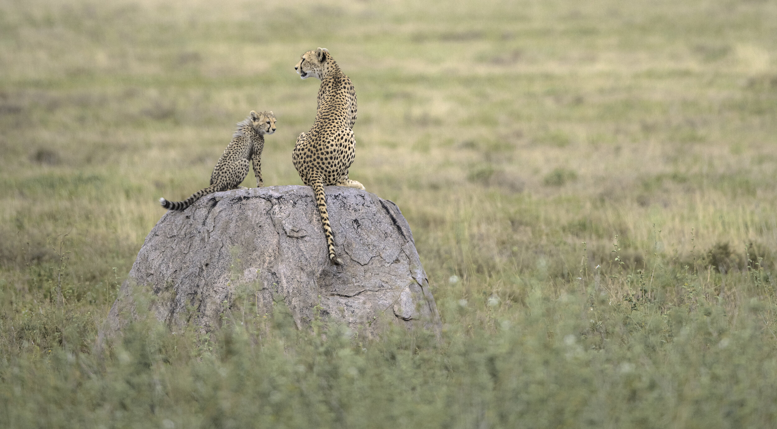 cheetah and cub.jpg