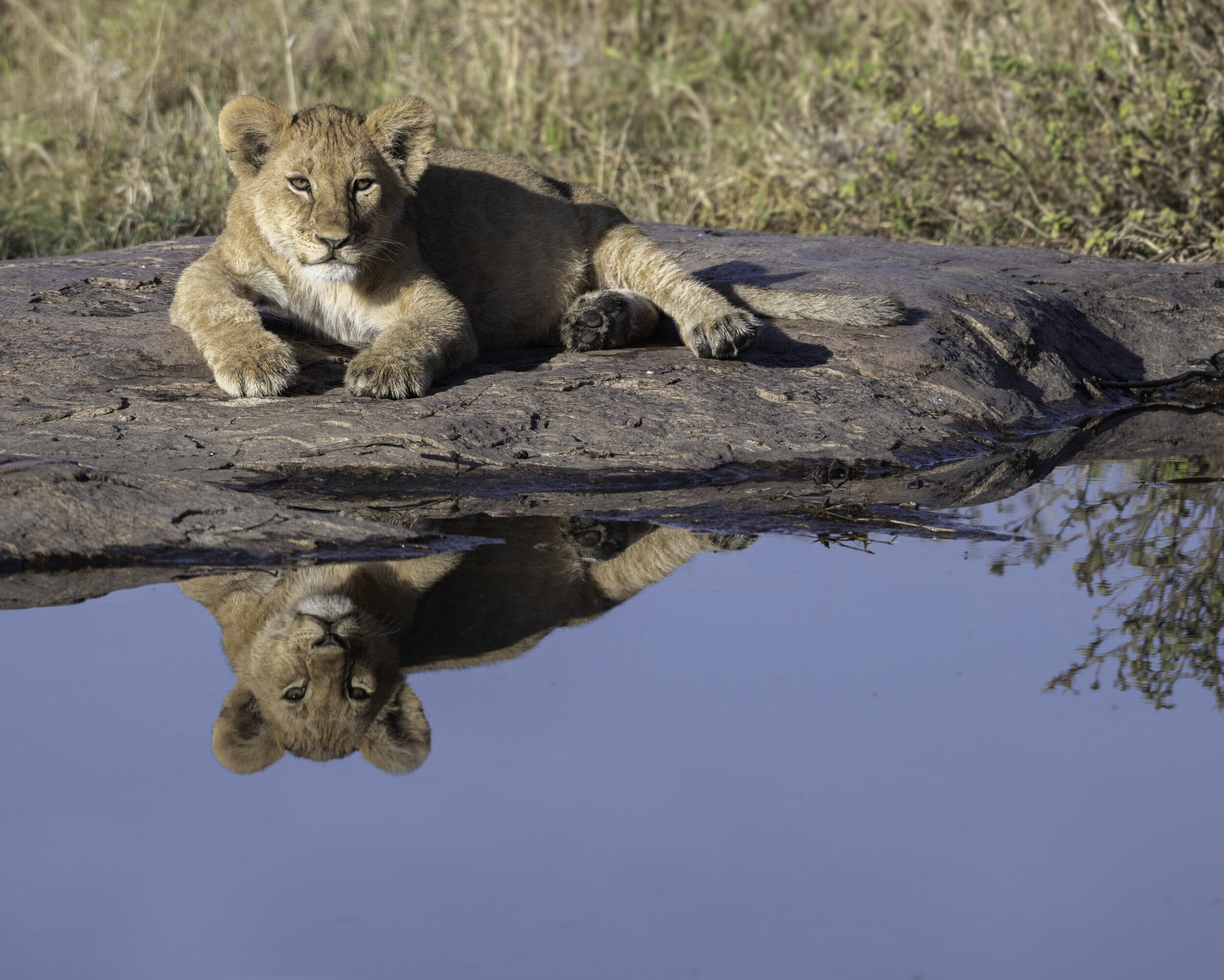 lion cub at pond.jpg