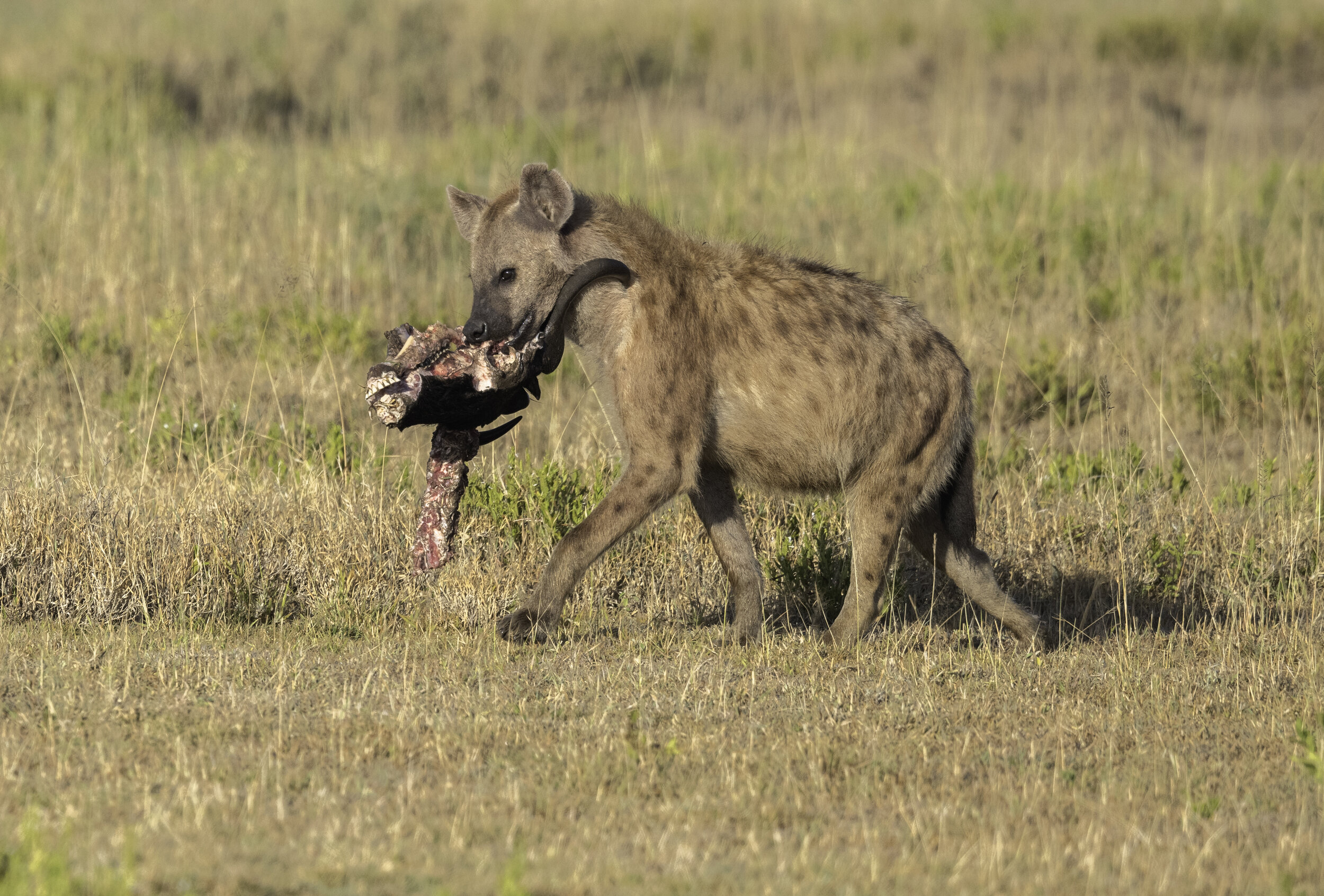 hyena with wildebeest head.jpg