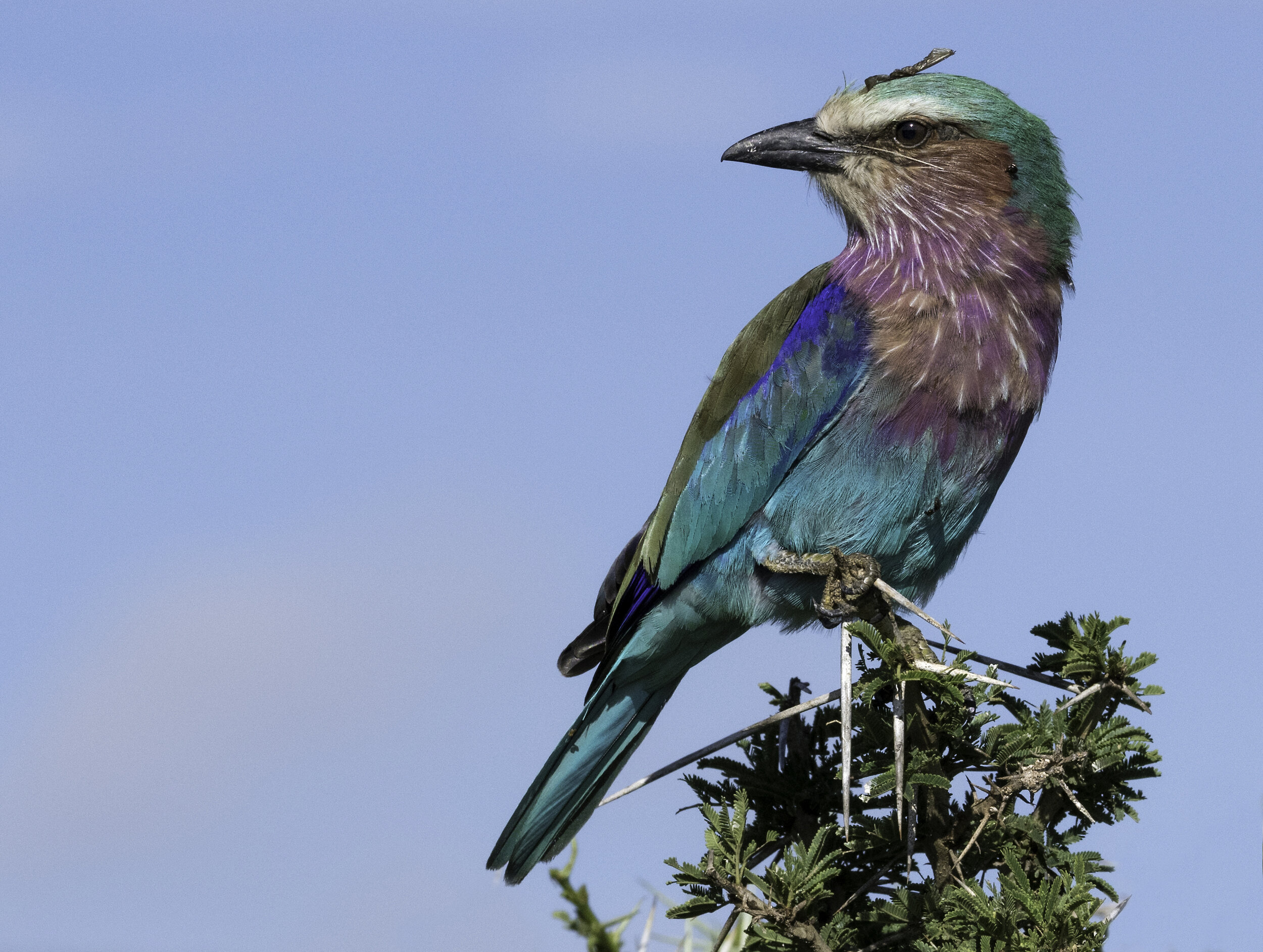 lilac-breasted roller.jpg