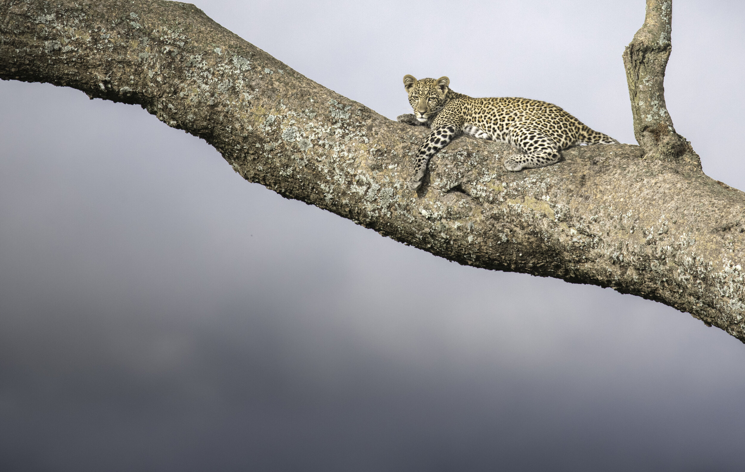 leopard in tree.jpg