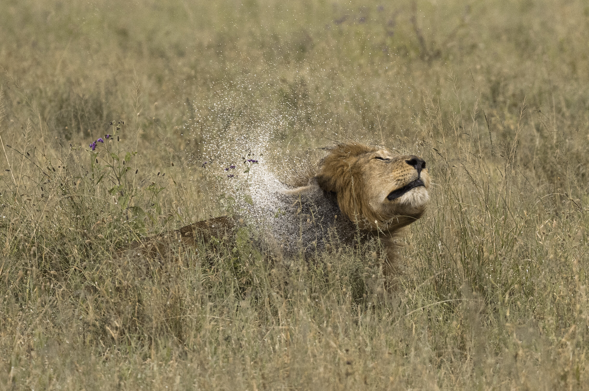lion shaking head.jpg