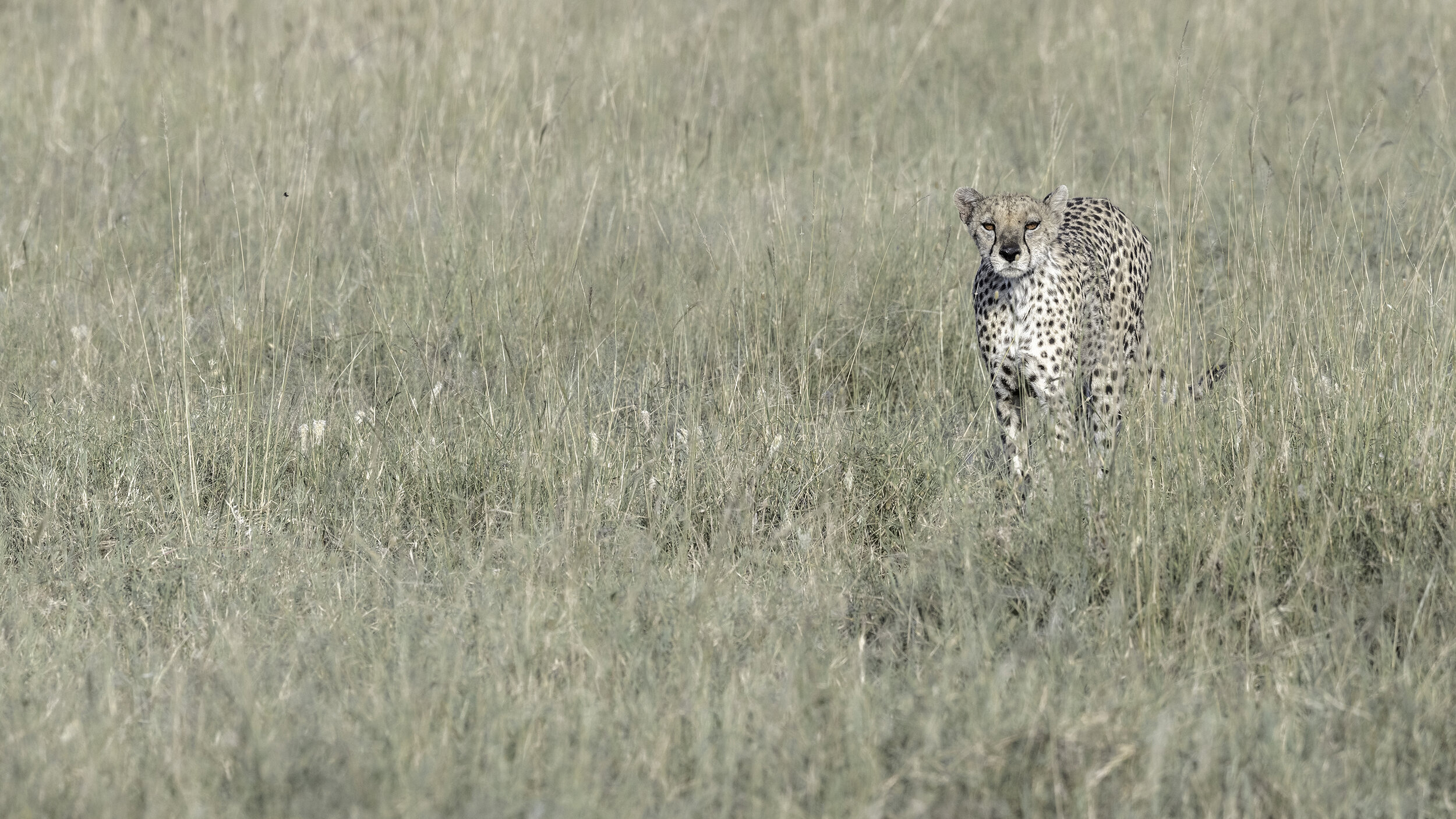 stalking cheetah.JPG