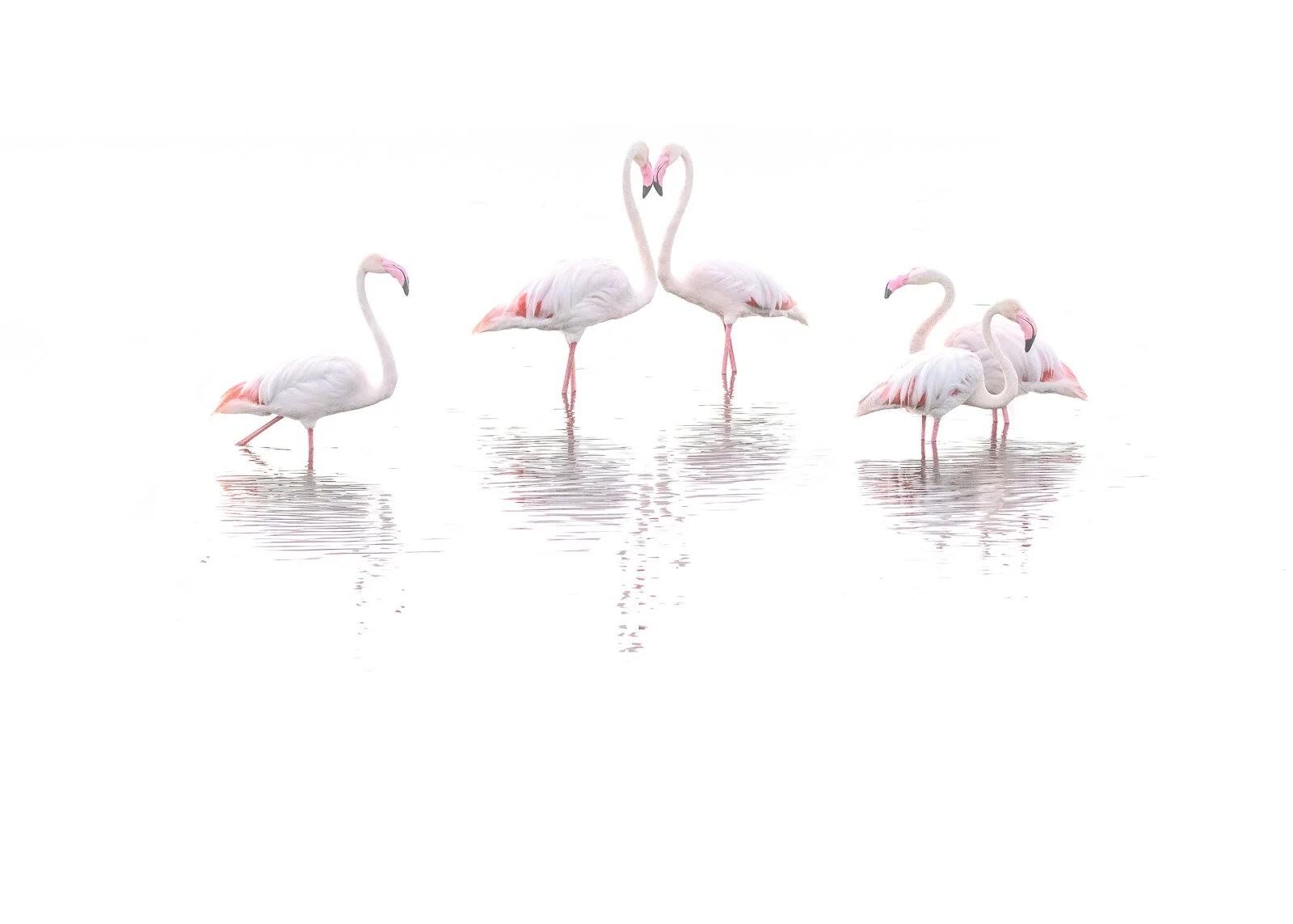 Five Key Elements That Will Make You a Better Wildlife Photographer 