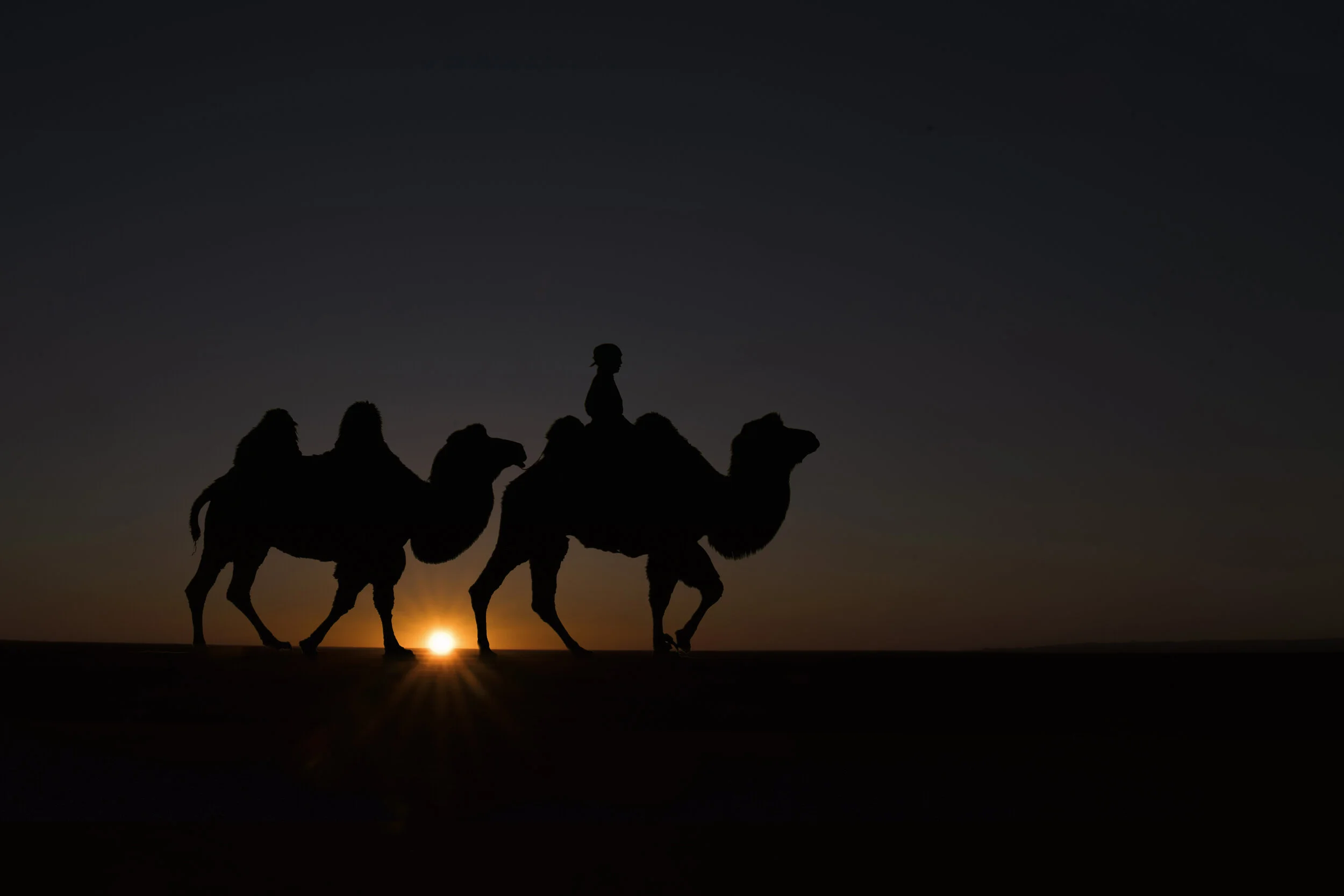 starburst camel in gobi.jpg