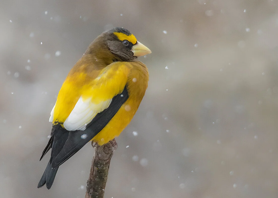 Photographing From A Blind