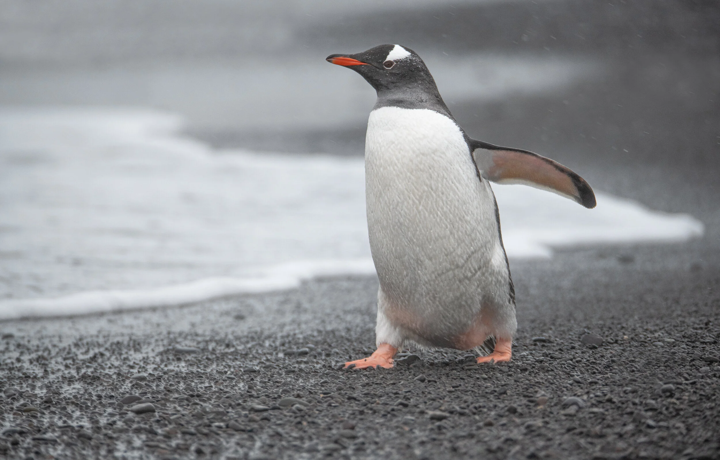 How To Choose the Right Composition When Photographing Wildlife