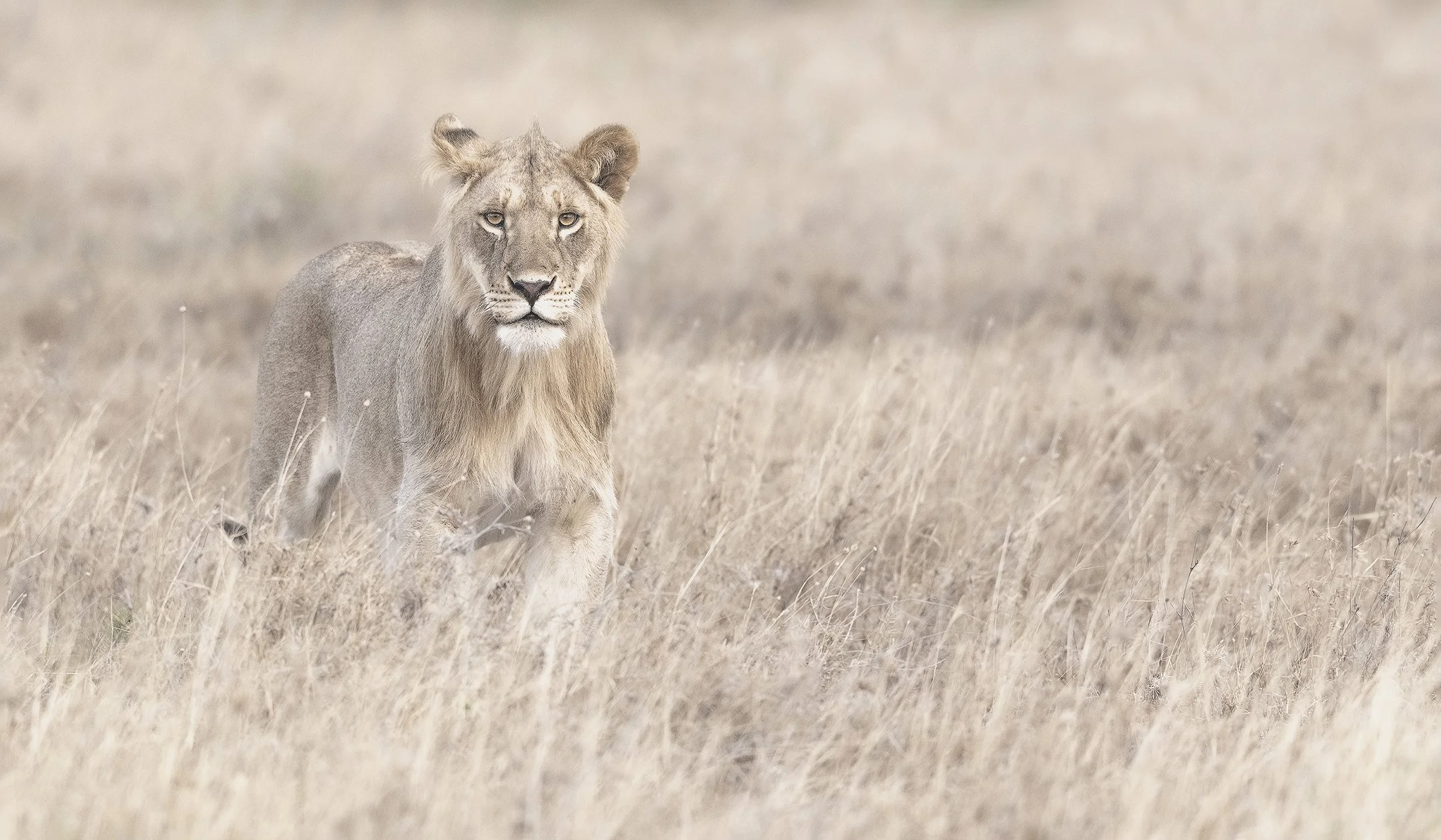 How to Choose an African Photography Safari