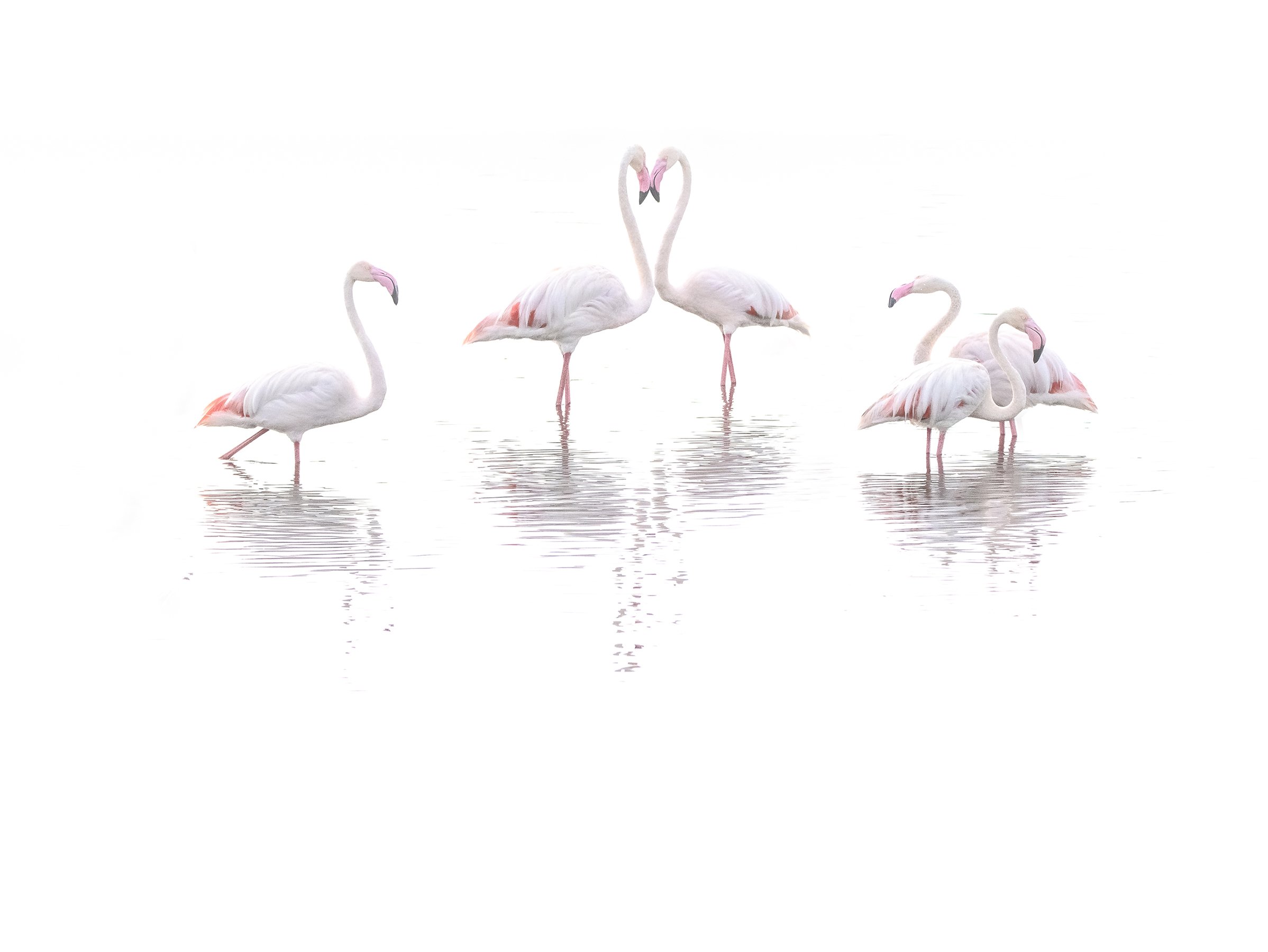 high key flamingos in walvis bay namibia.jpg