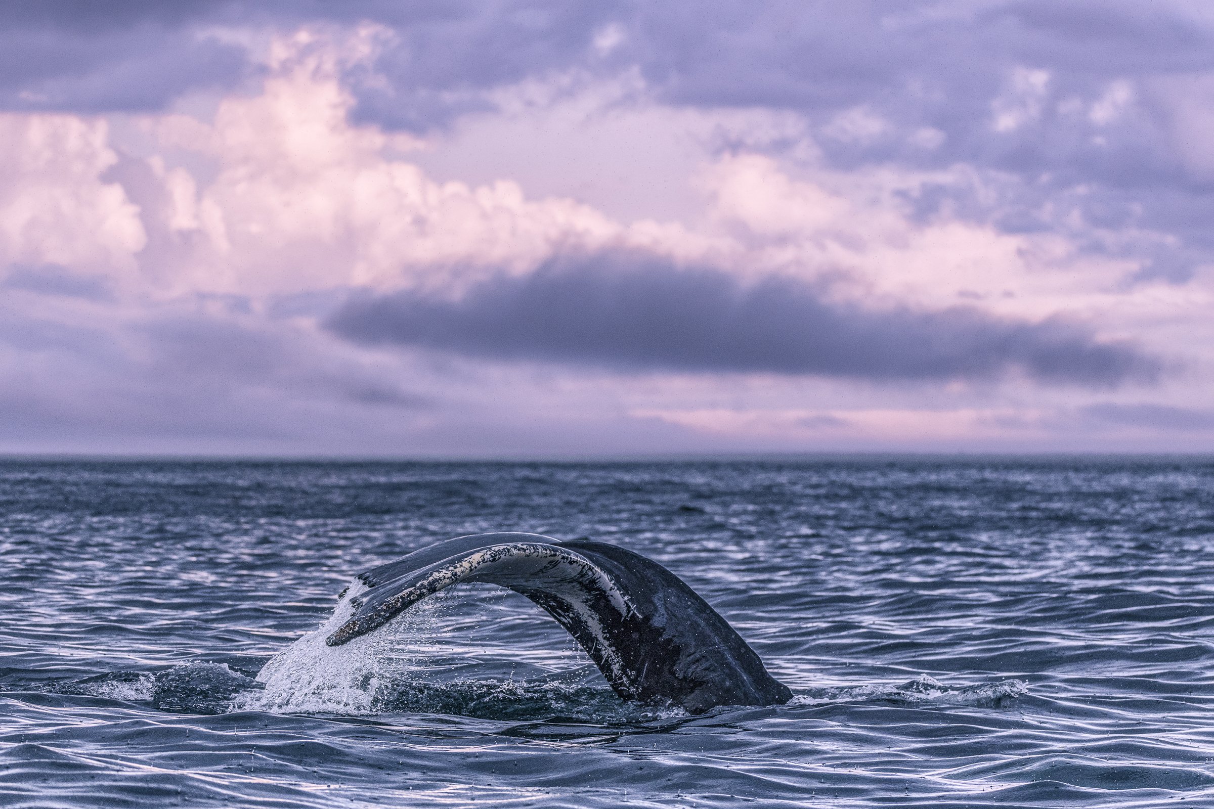 humpback whale tail.jpg