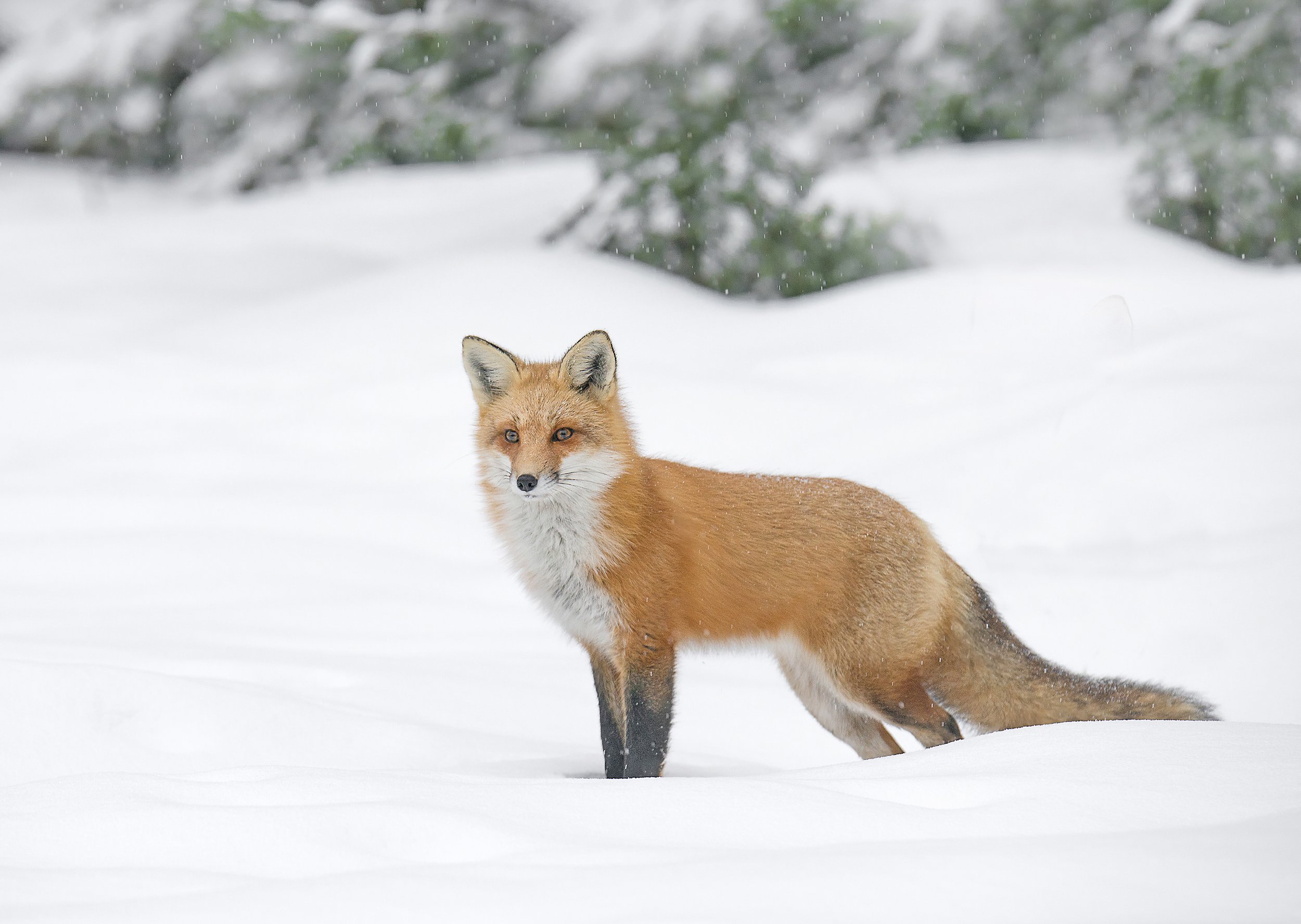 algonquin fox in winter_web.jpg