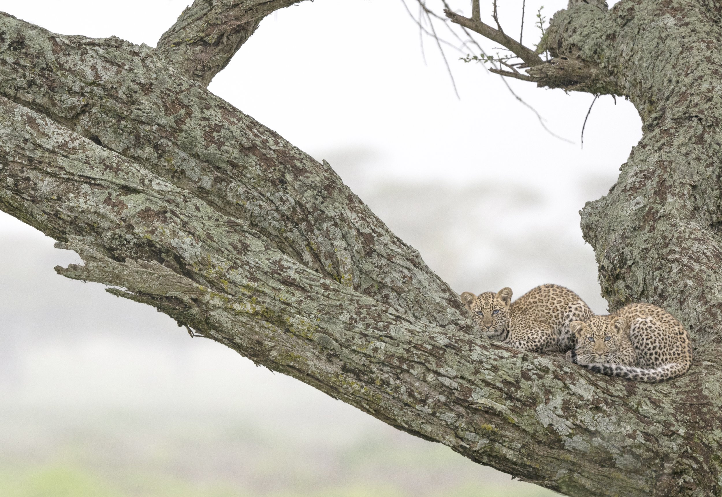 leopard cubs.jpg
