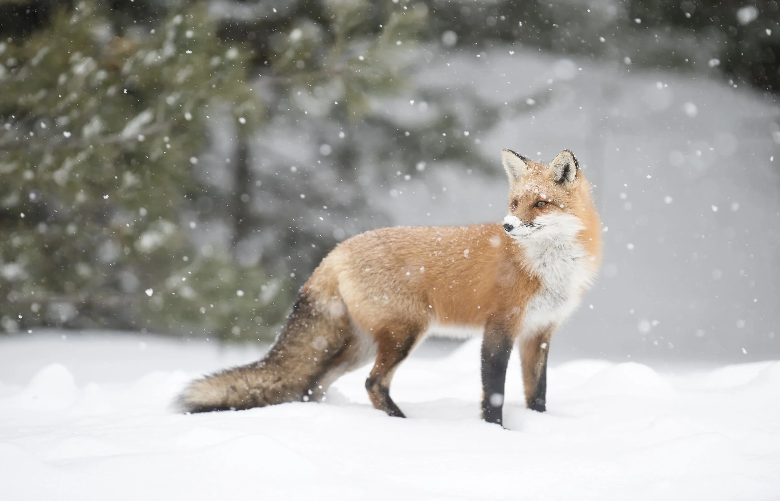 Learn How To Photograph Wildlife In Their Environment