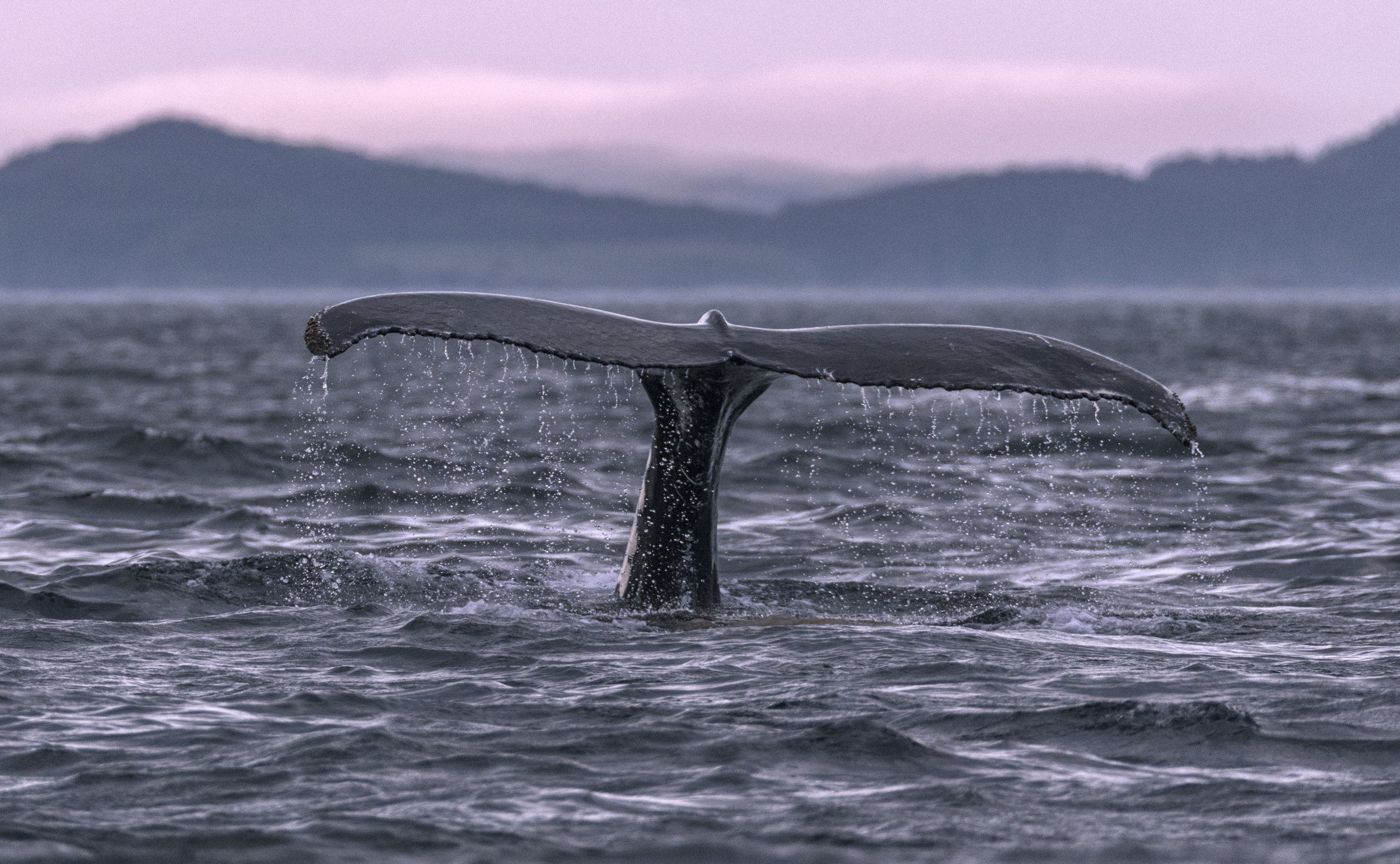 whale dive.jpg