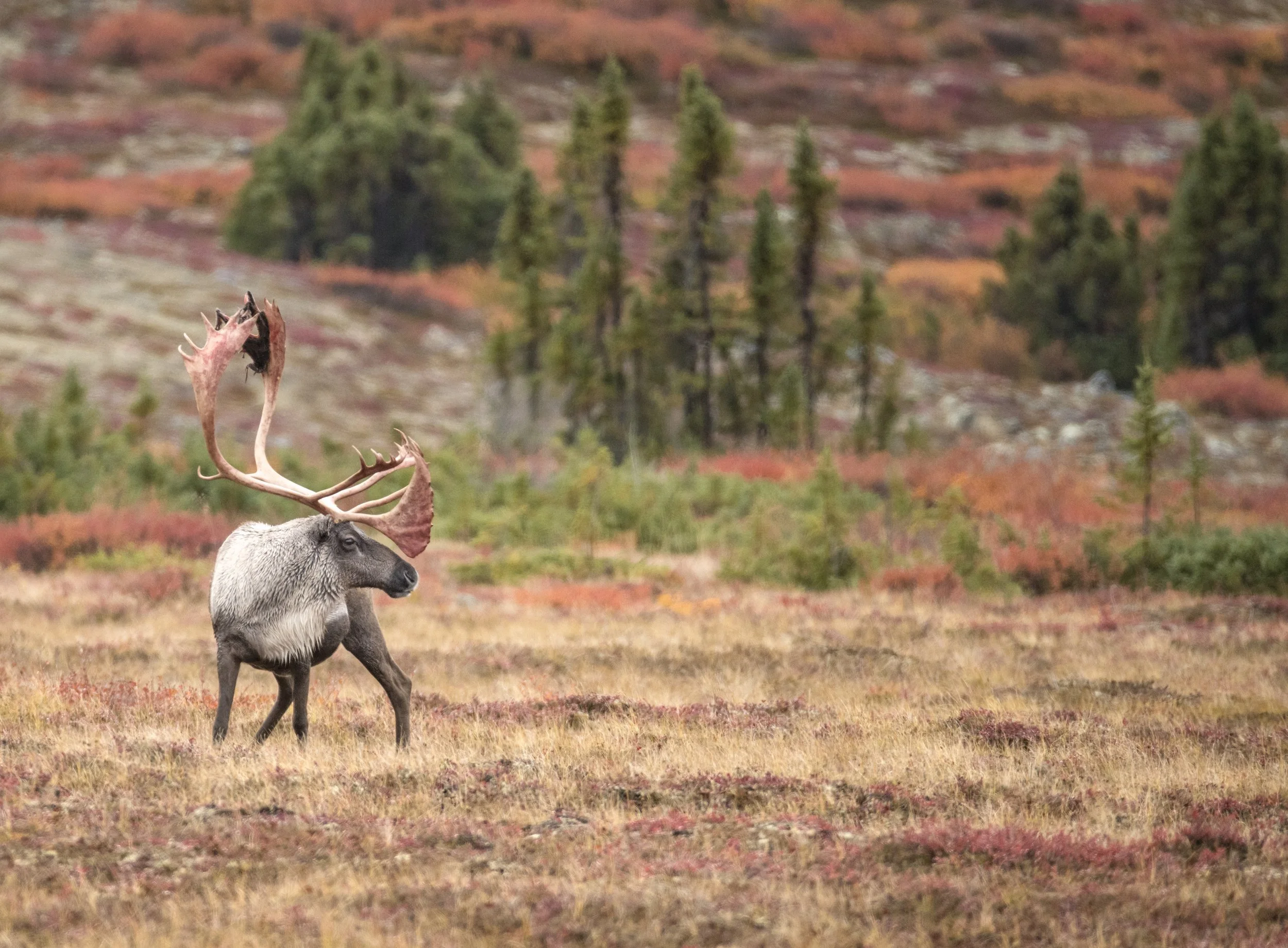 The Most Important Skill You Should Master In Wildlife Photography