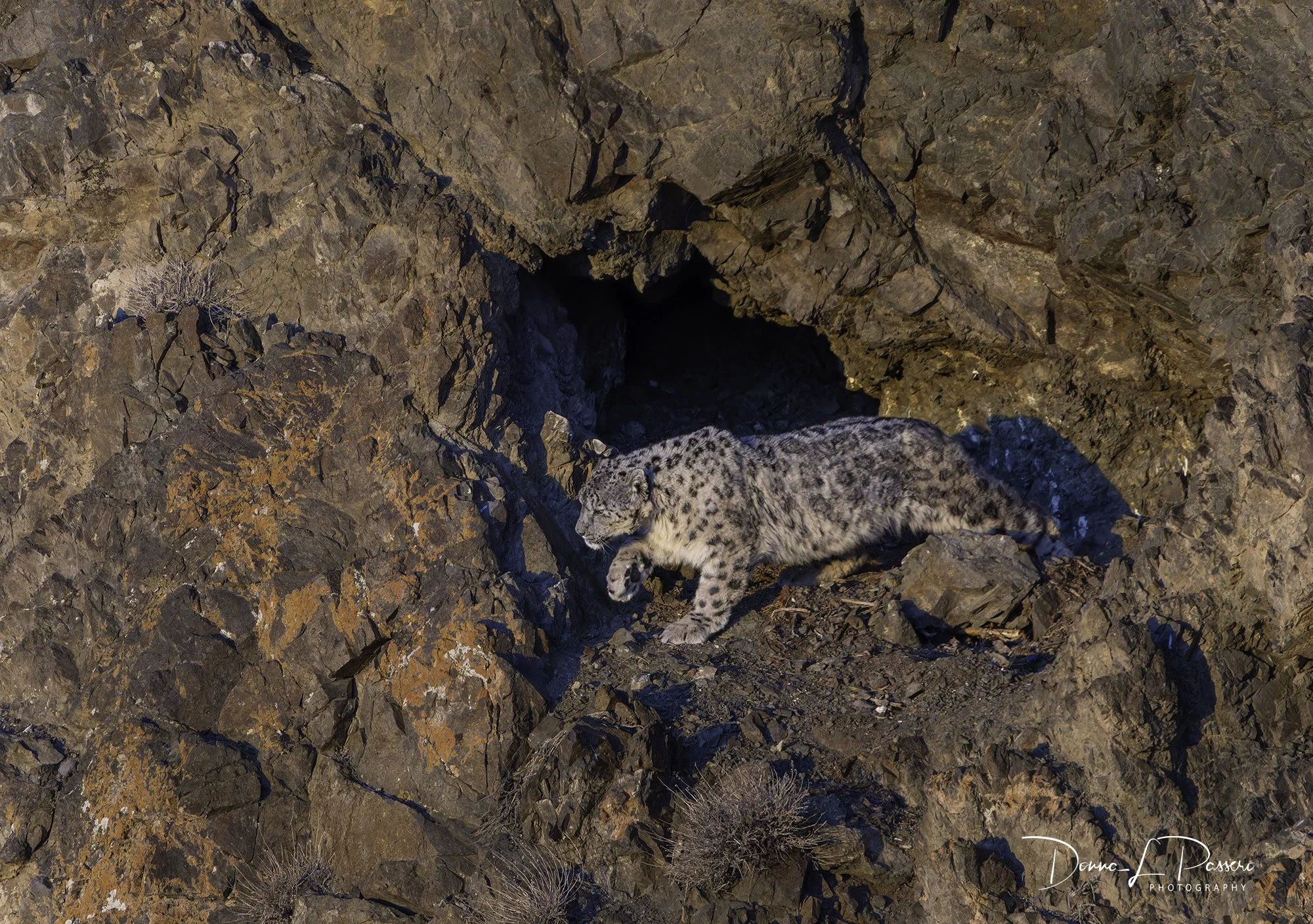 Capture Elusive Beauty: Join Kevin Pepper in Mongolia for the Ultimate Cat Photography Adventure!