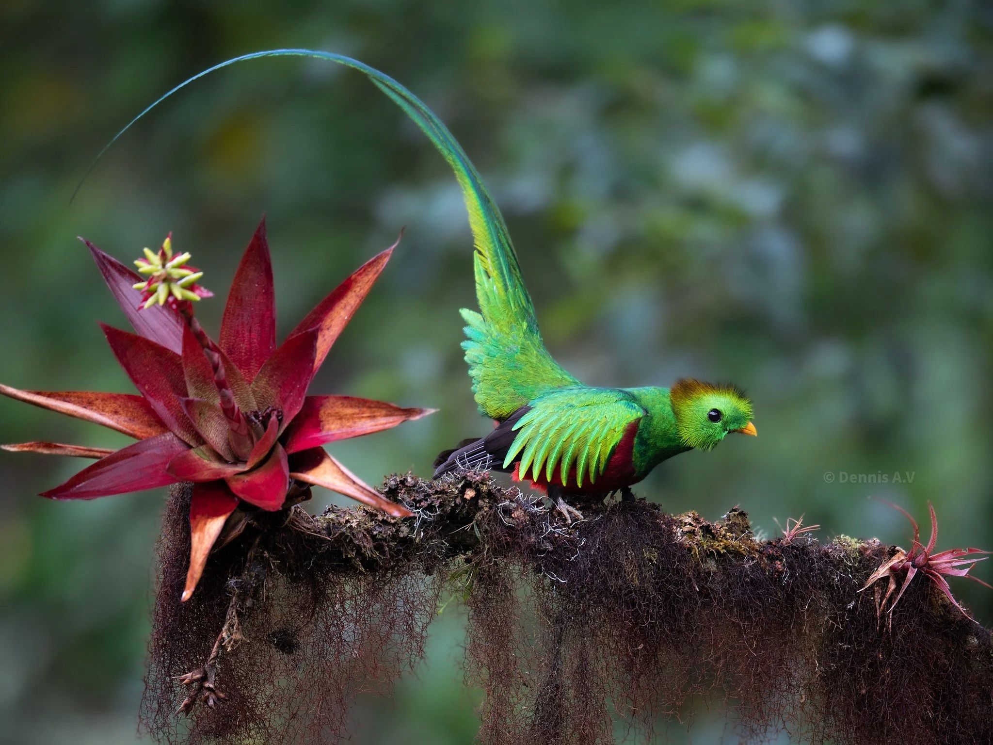 Why Attend A Costa Rica Photo Workshop? Because It’s a Bird and Wildlife Photographer’s Paradise!