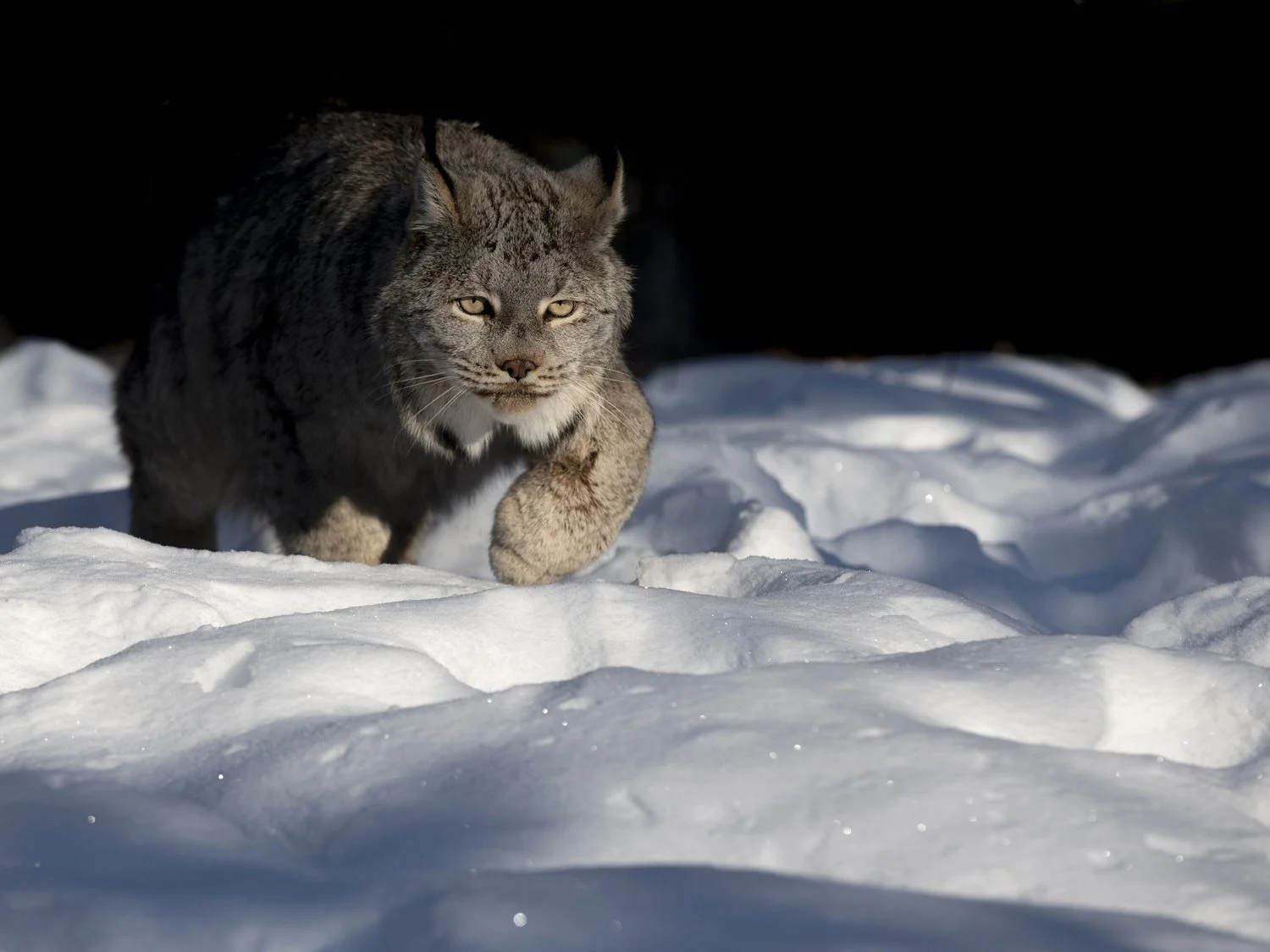 Ethical Wildlife Photography: Respecting Nature While Getting the Shot