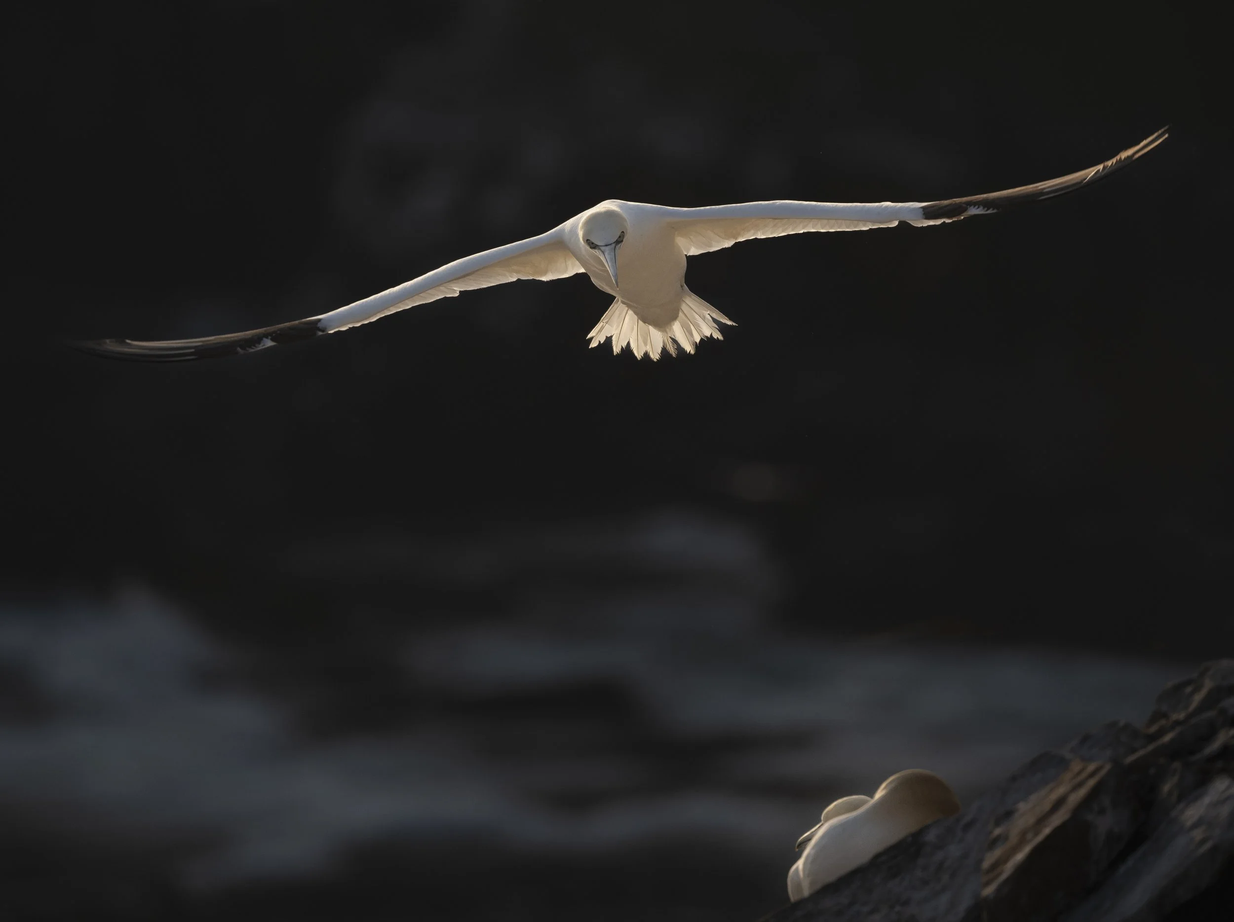 Cape St. Mary's Ecological Preserve is one of the best locations in North America to photograph Northern Gannets