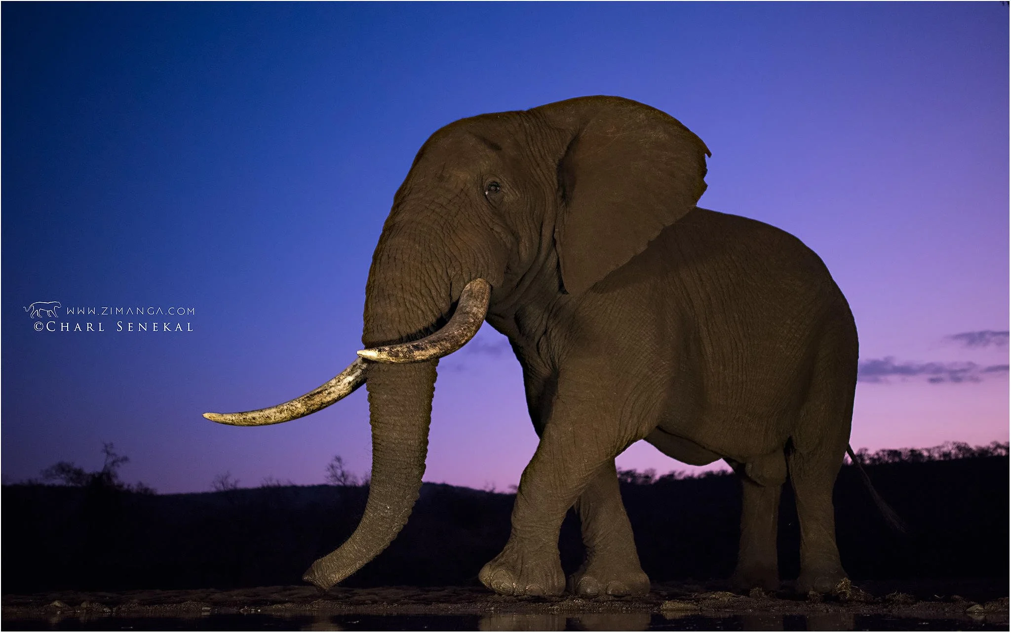 Learn about our South Africa Photo Safari to Zimanga with Akari Photo Tours