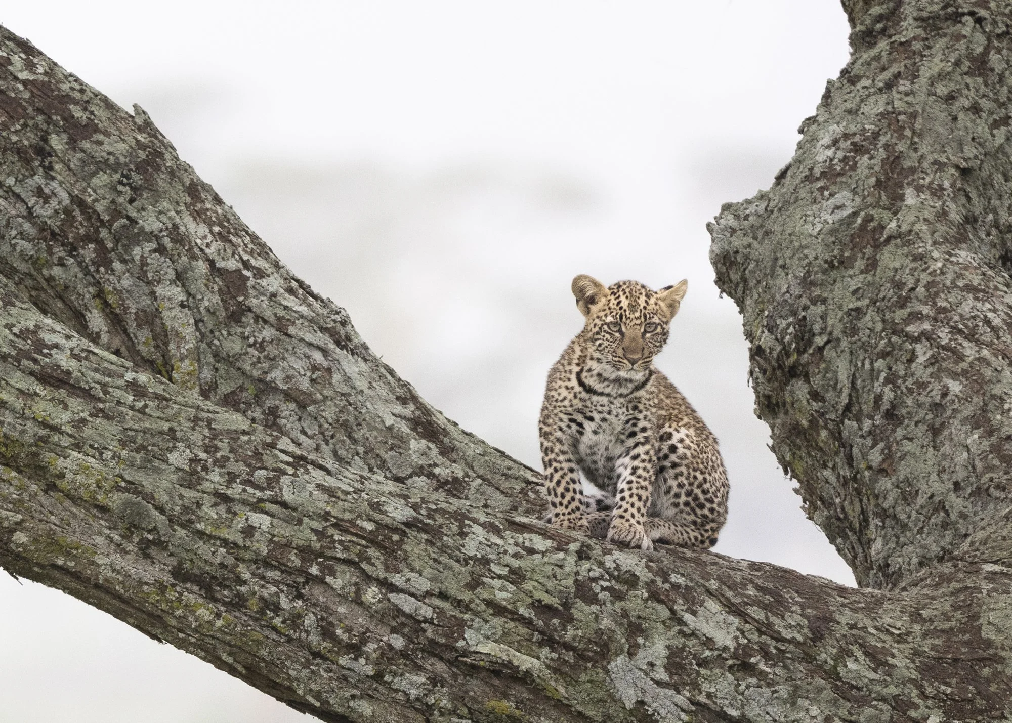 Packing for Safari: What’s in My Camera Bag—and What I Leave Behind